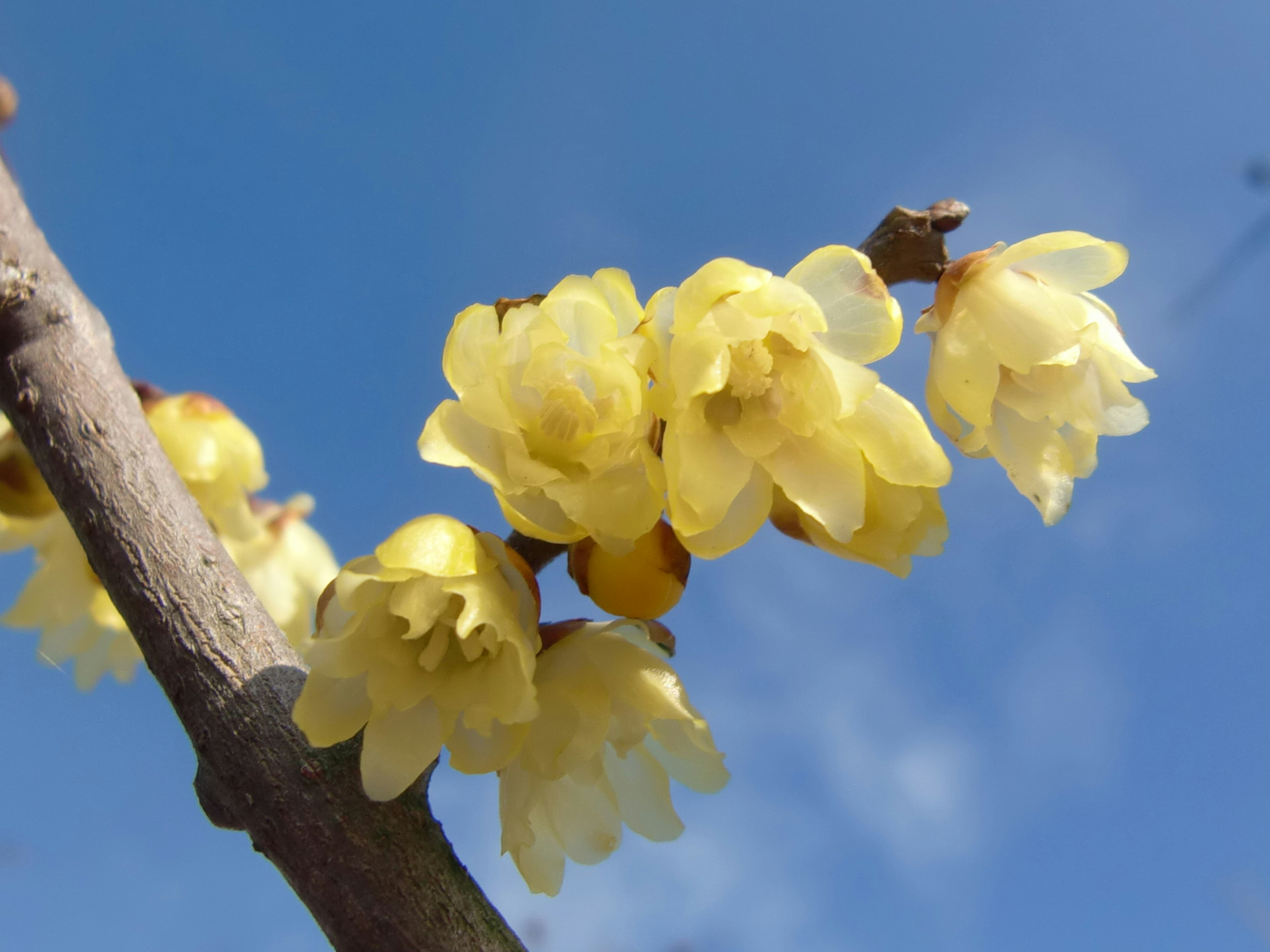 Primo piano di fiori gialli che fioriscono sotto un cielo blu