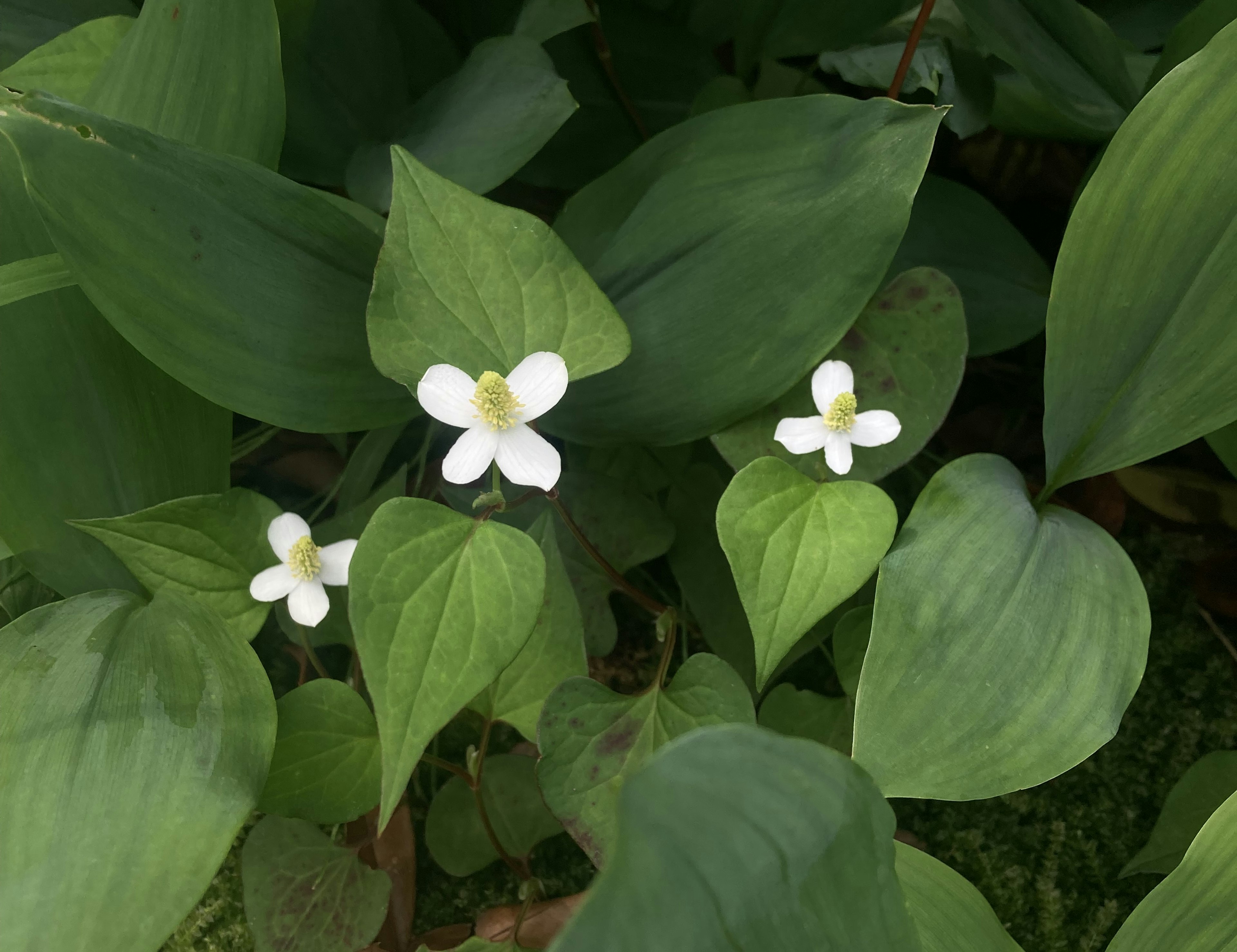 白い花と緑の葉が特徴的な植物の群生