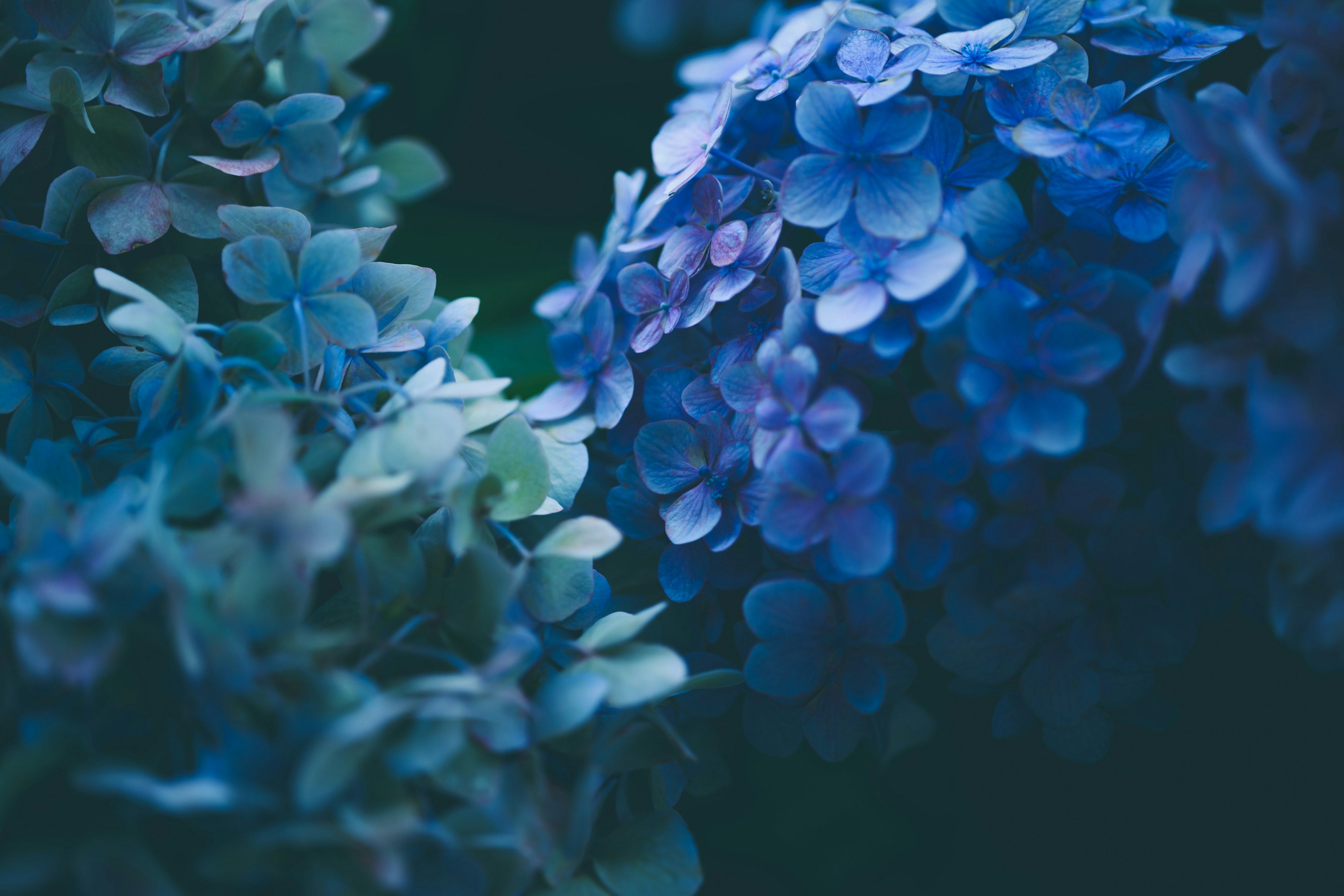 蓝色绣球花的特写