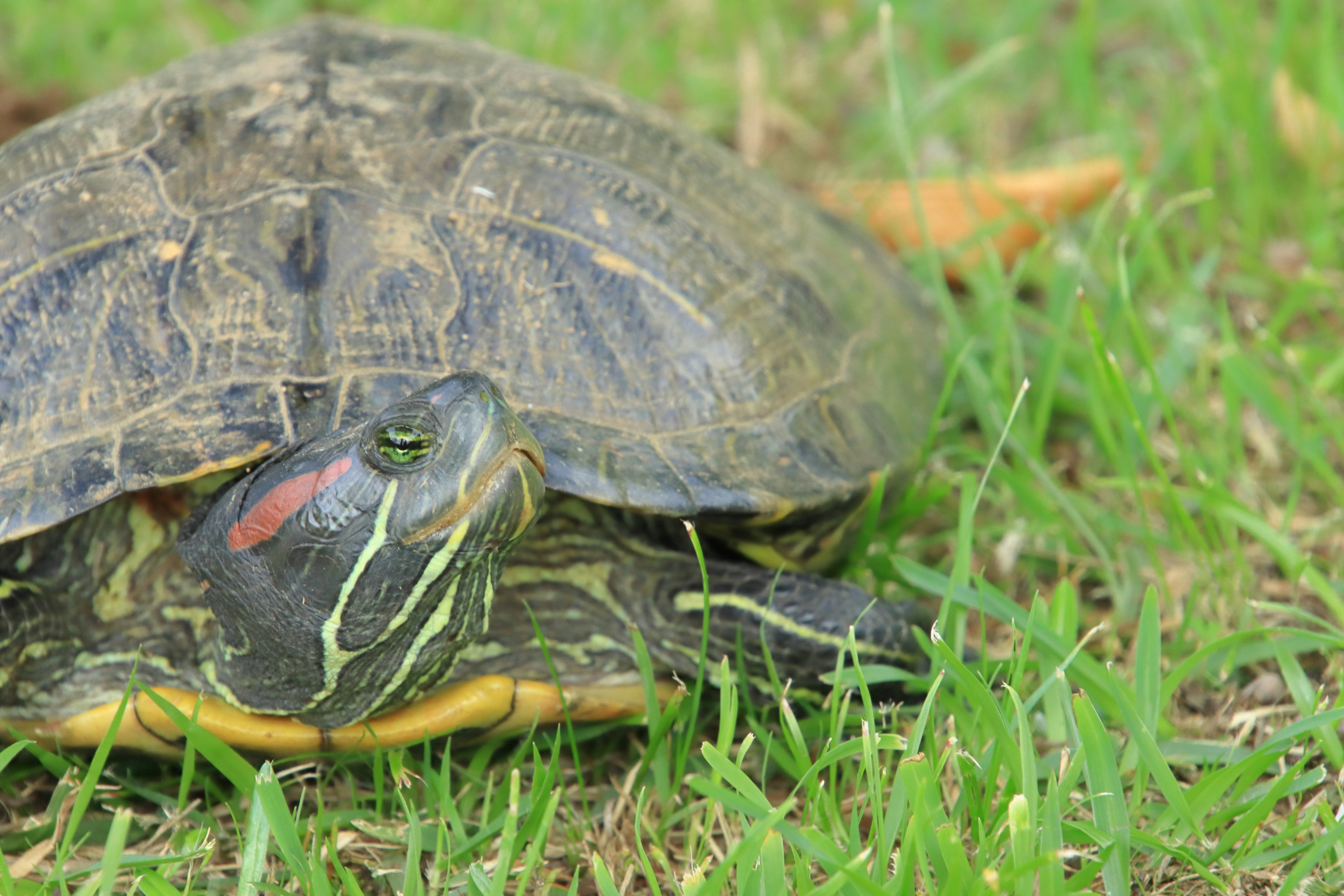 Primer plano de una tortuga sobre hierba con un caparazón de patrones marrones y verdes