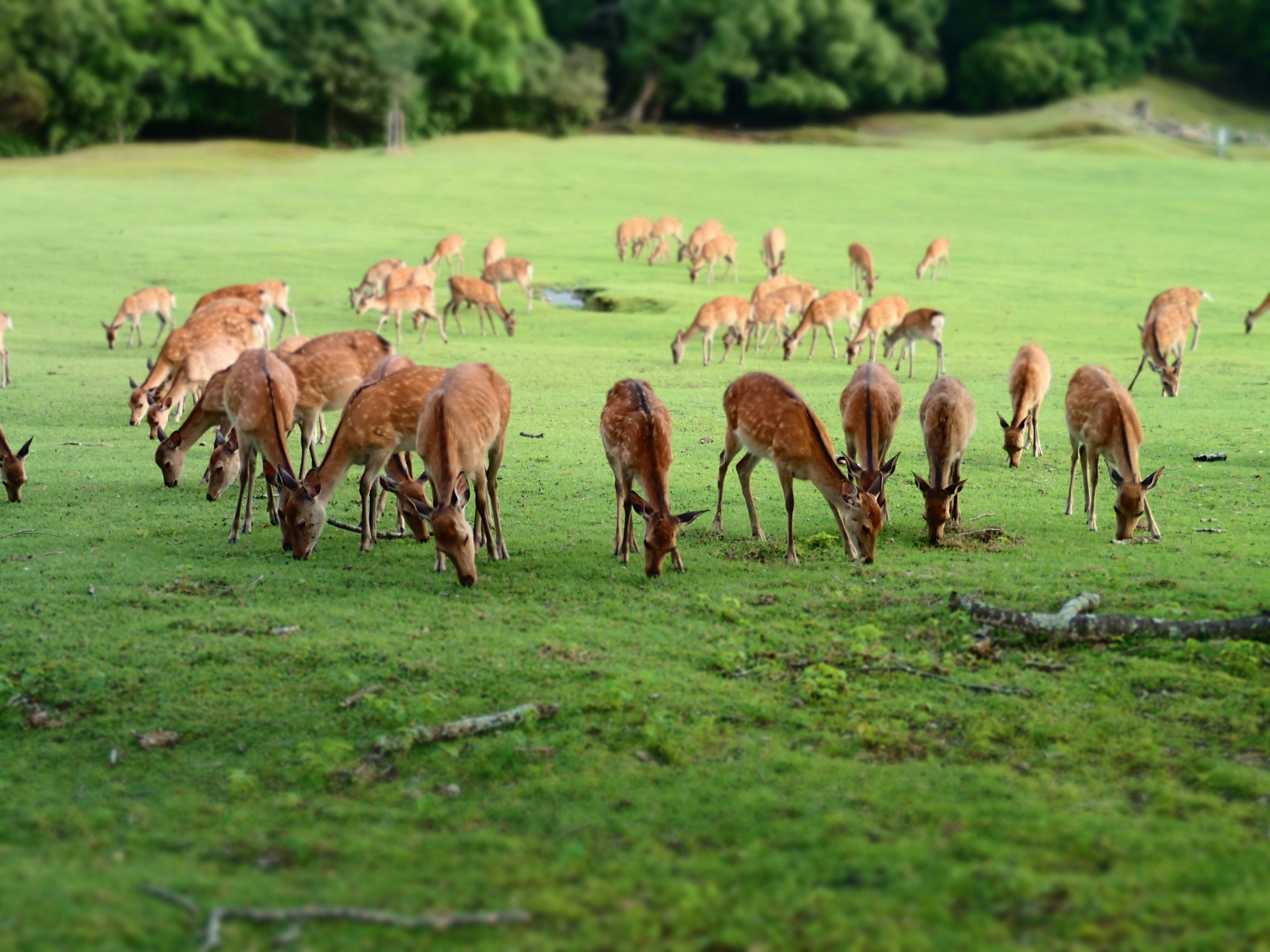 Herd of antelopes grazing on a lush green meadow