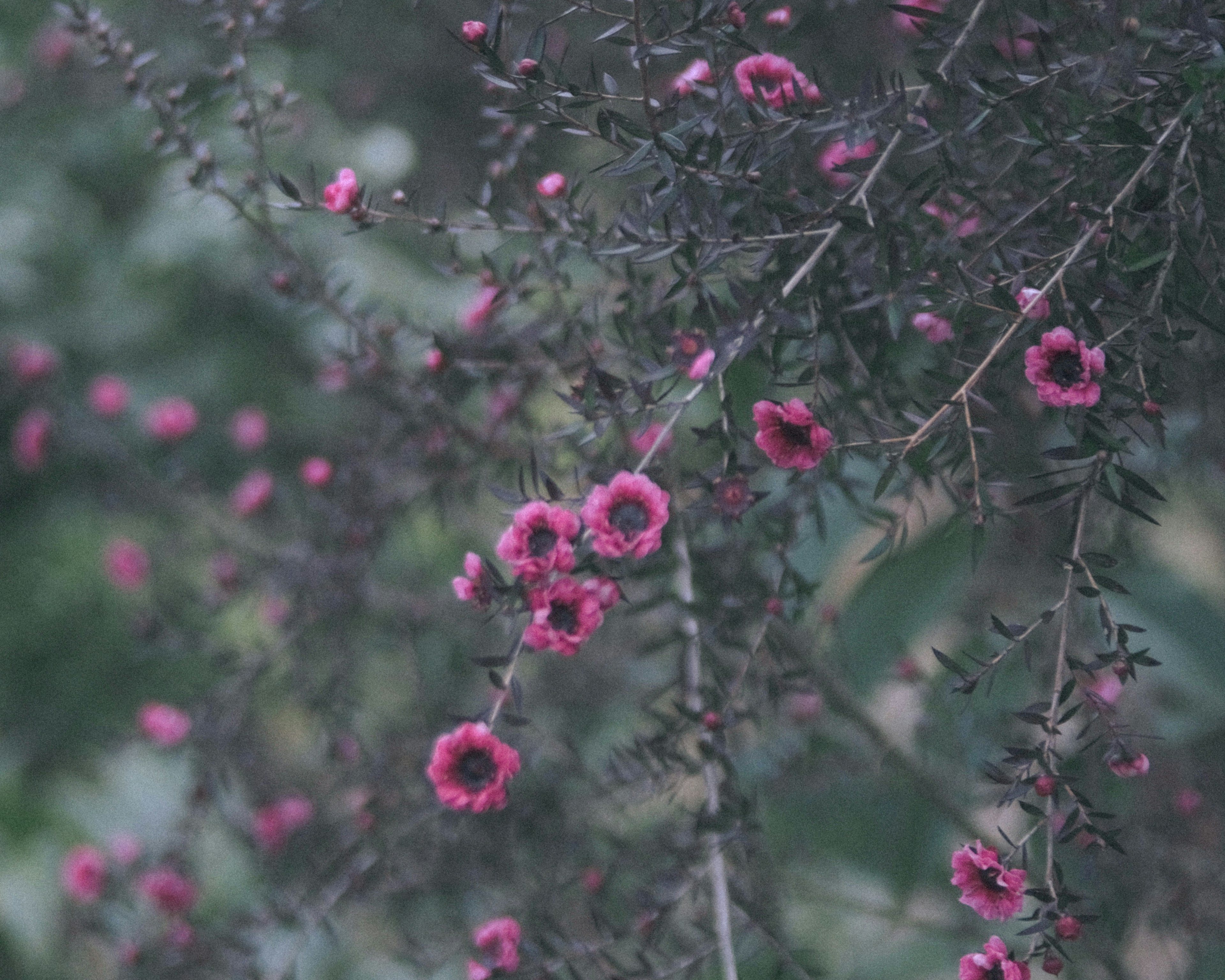 Gros plan de fleurs roses sur fond sombre