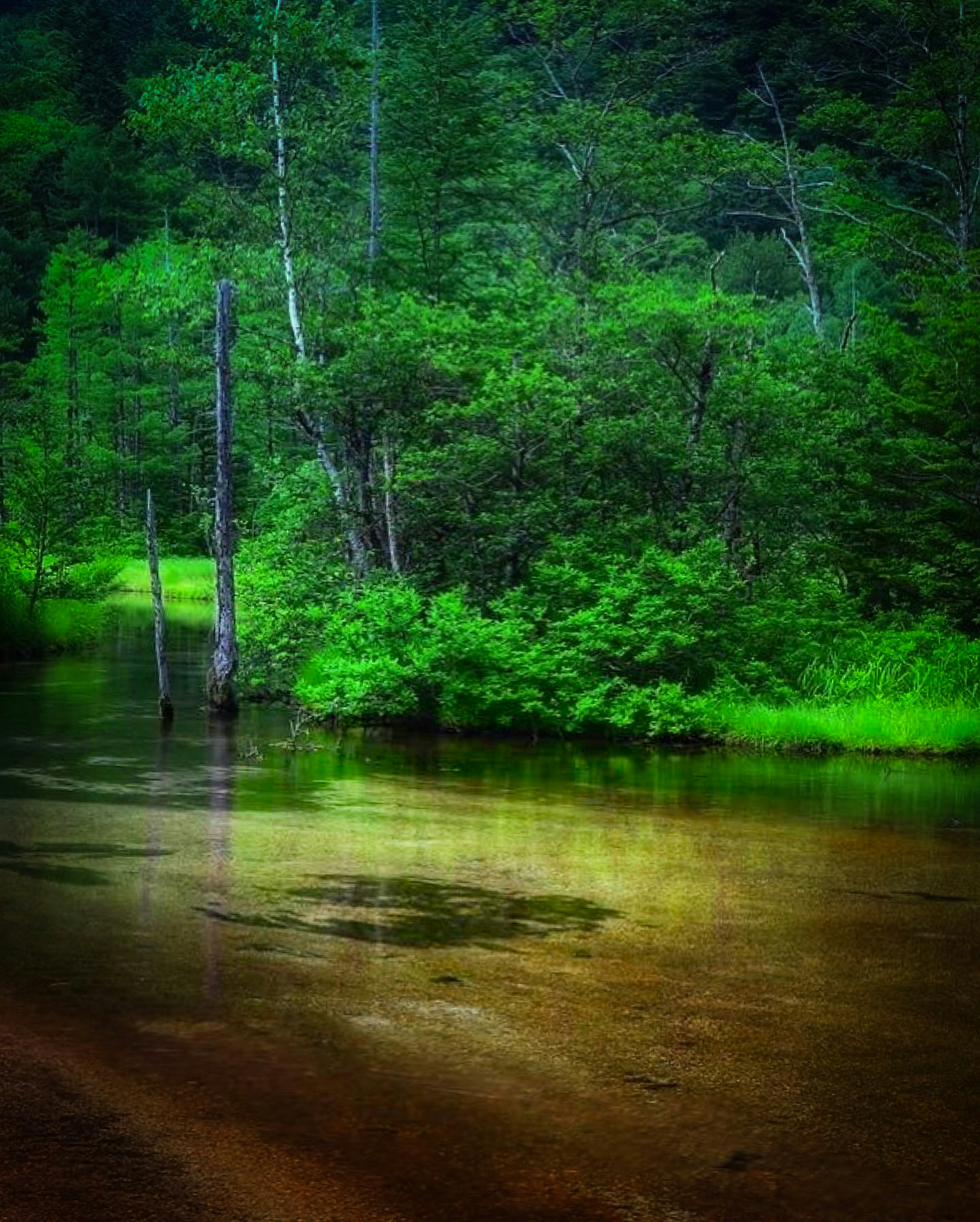 Lush green forest and calm water surface