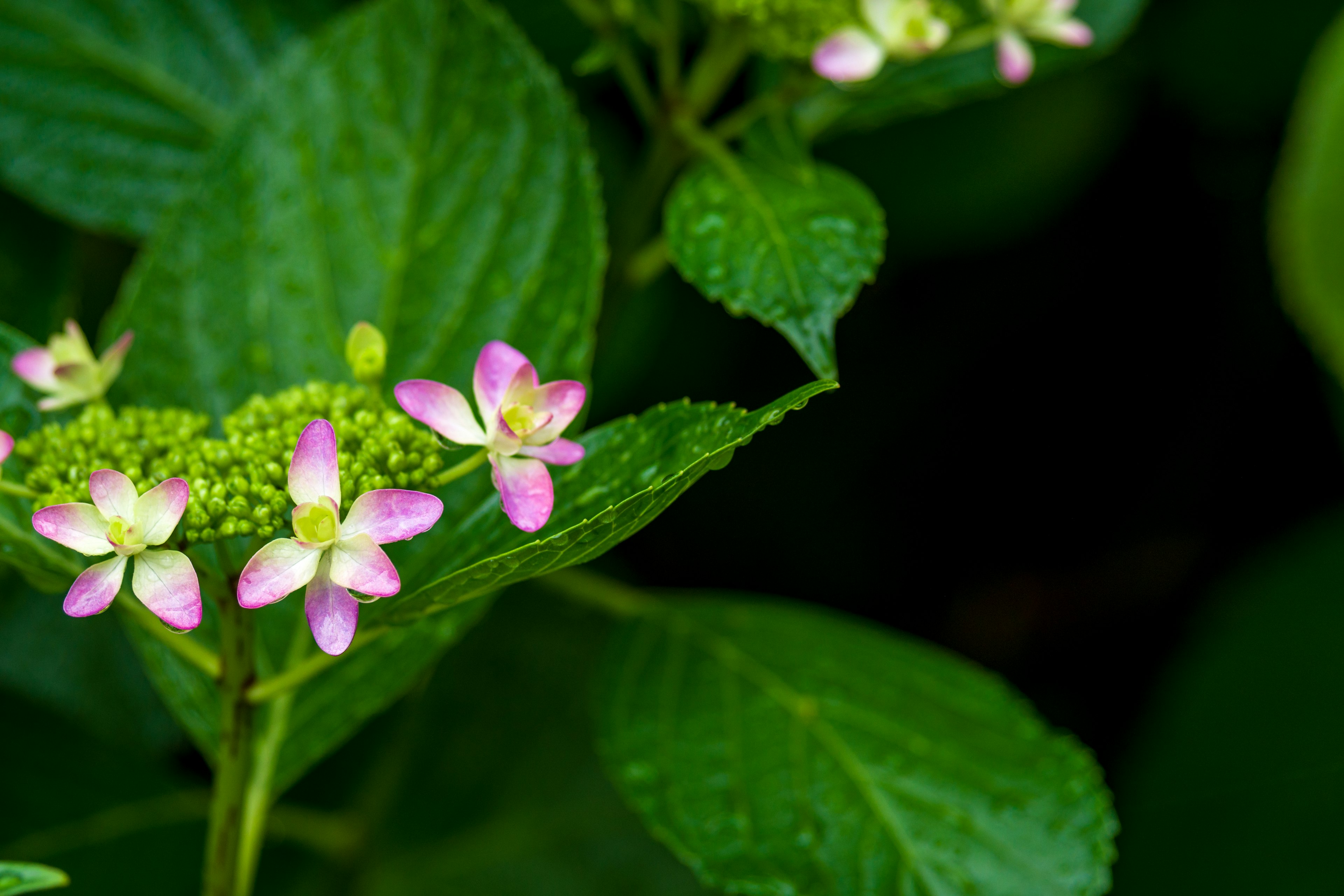 Flores rosas delicadas y brotes verdes entre hojas verdes