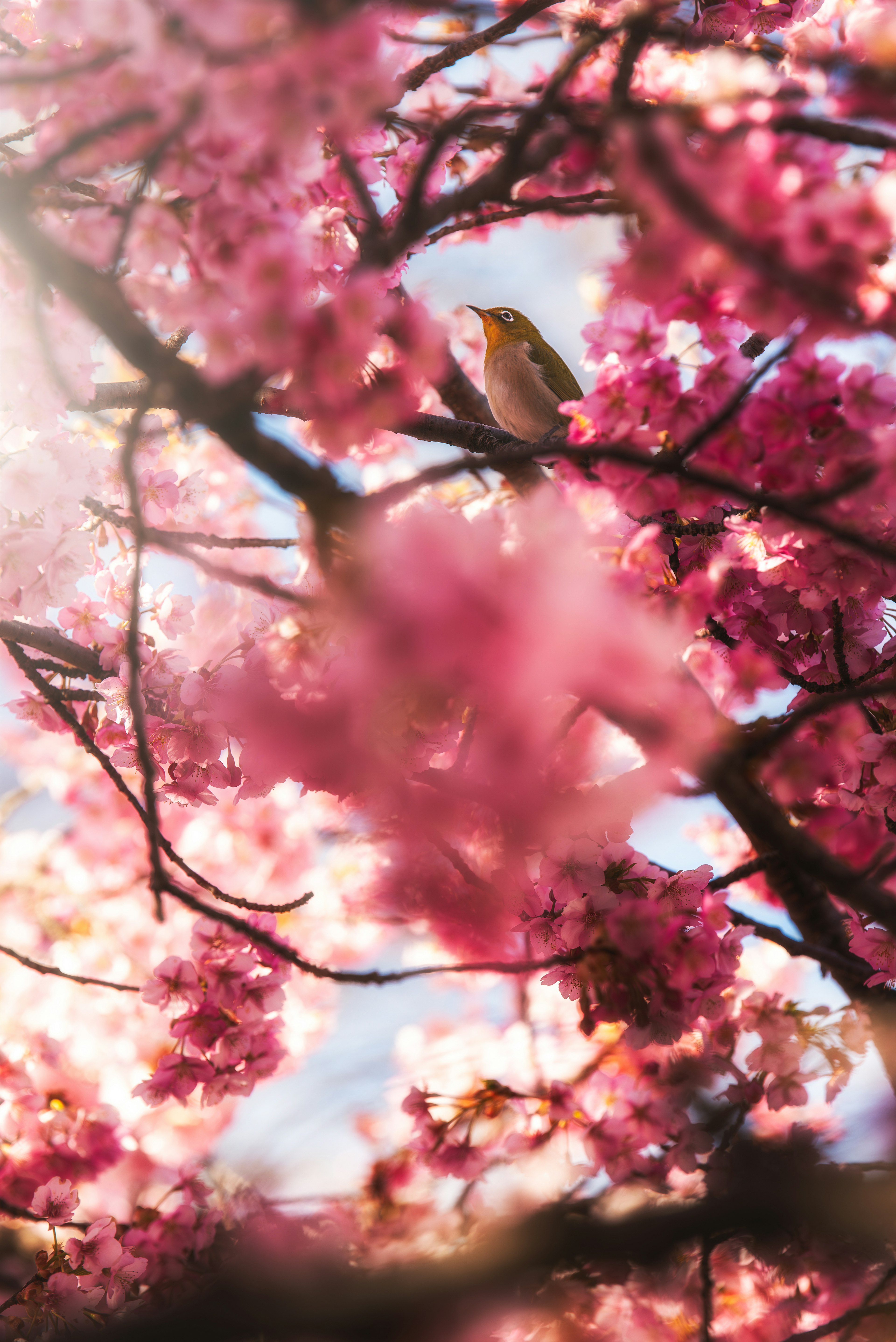 Une belle scène de printemps avec un oiseau parmi les cerisiers en fleurs