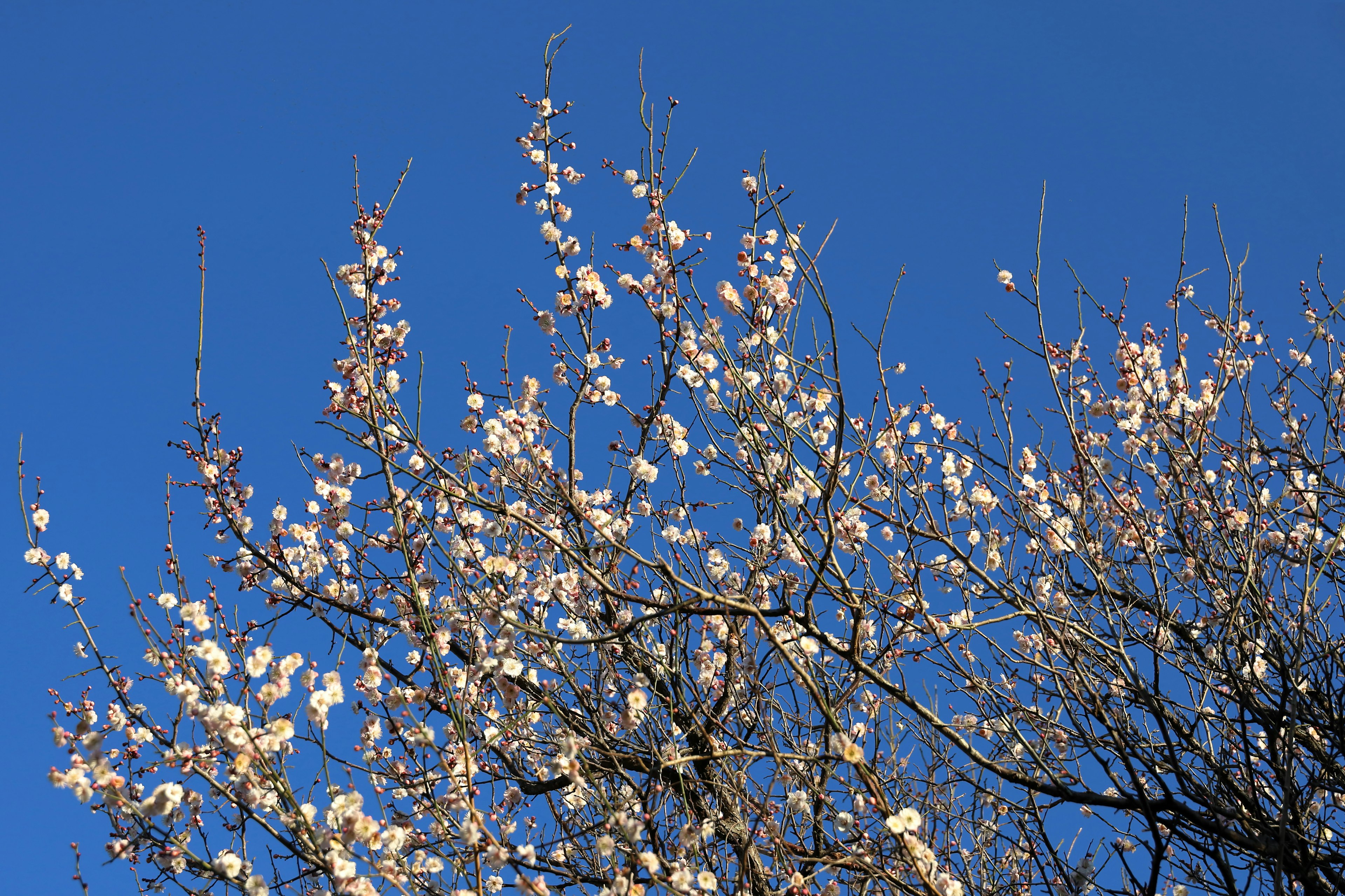 Ramas de árbol con flores blancas contra un cielo azul