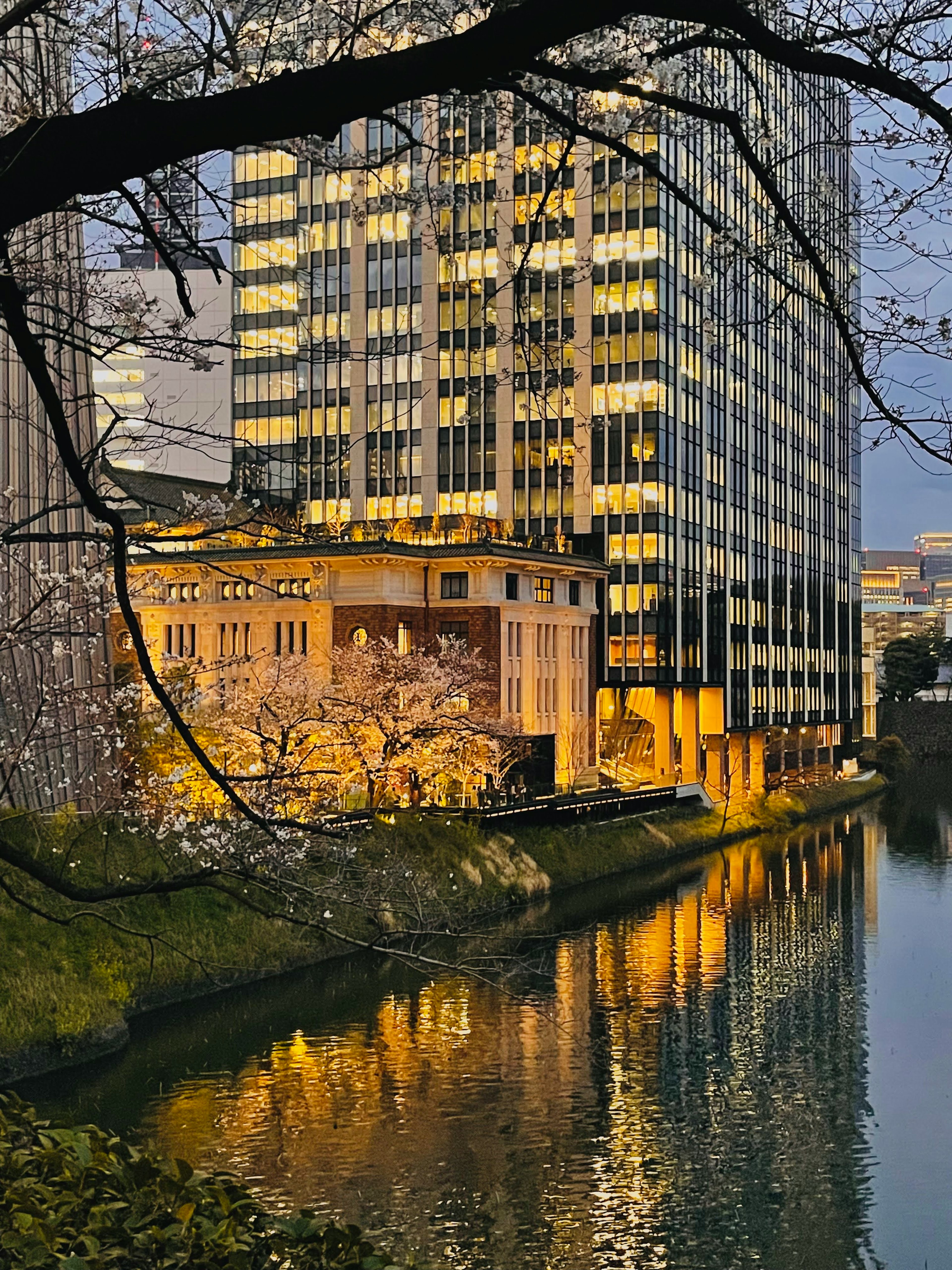 Night view of cherry blossoms and skyscrapers reflected in the river