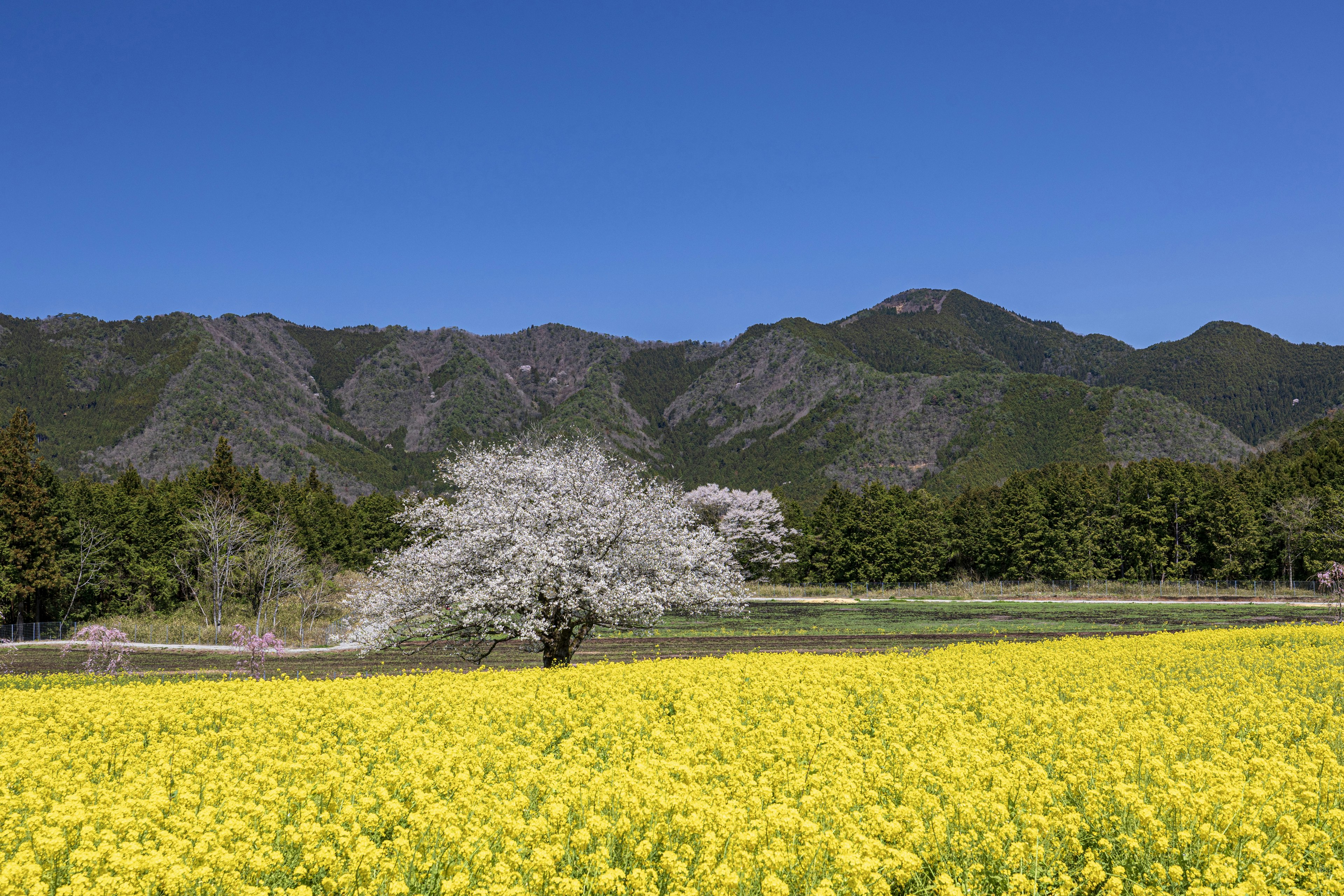 Eine schöne Landschaft mit einem gelben Blumenfeld und einem weißen Kirschbaum