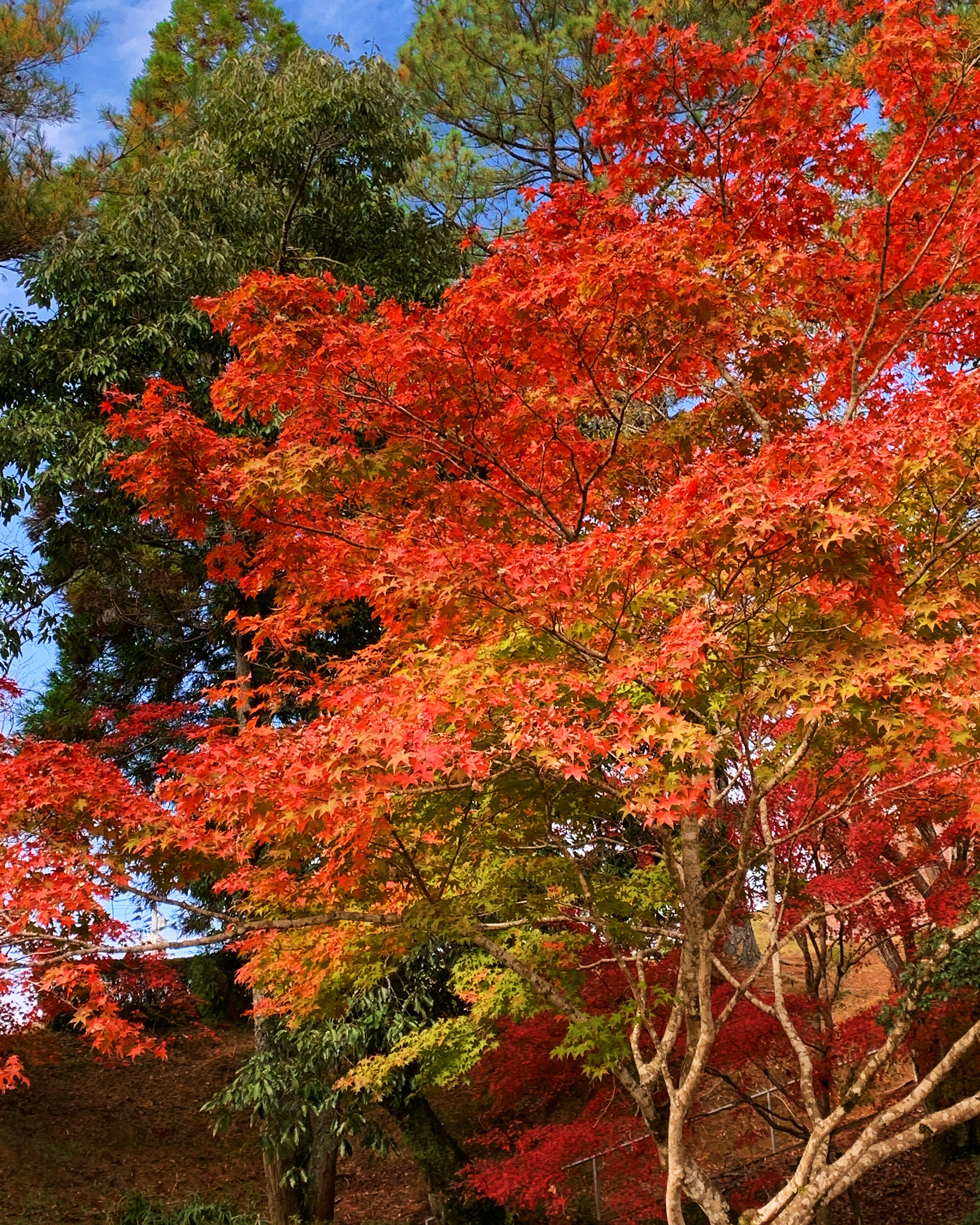 鮮やかな赤と緑の葉を持つ秋の木