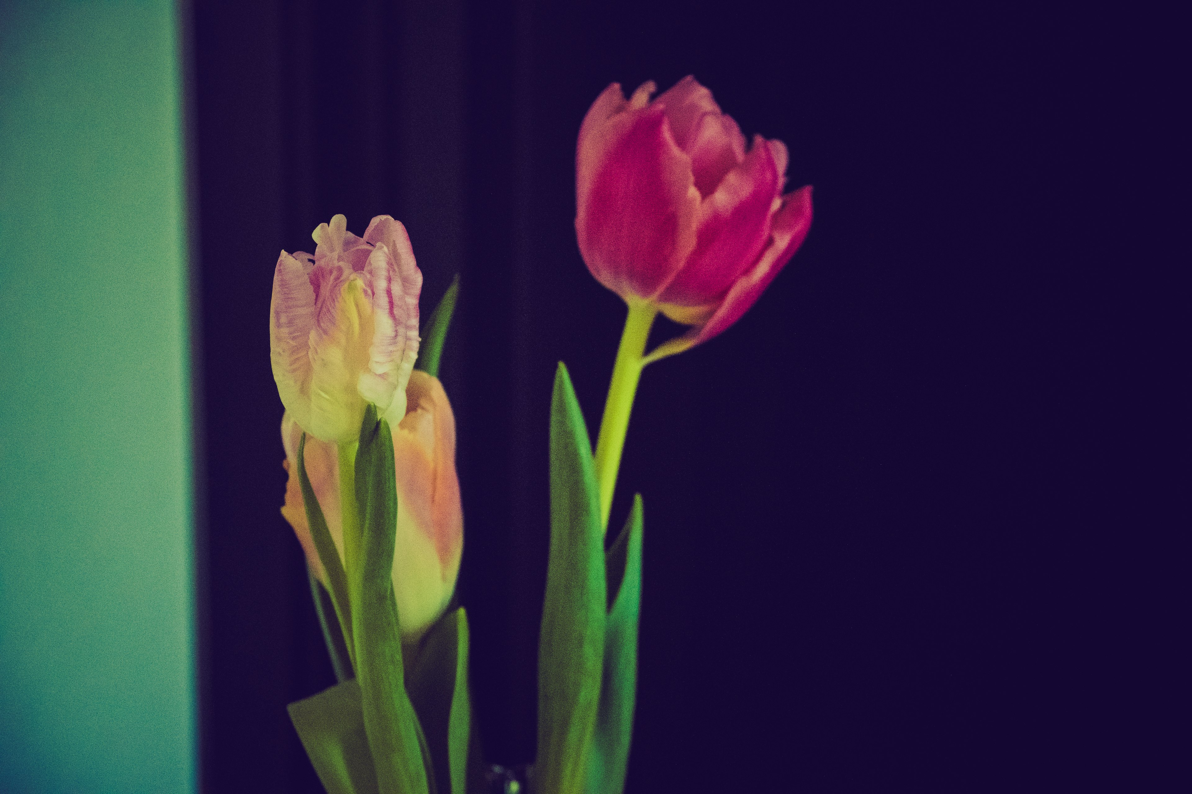 Flores de tulipanes rosas y blancos con hojas verdes sobre un fondo oscuro