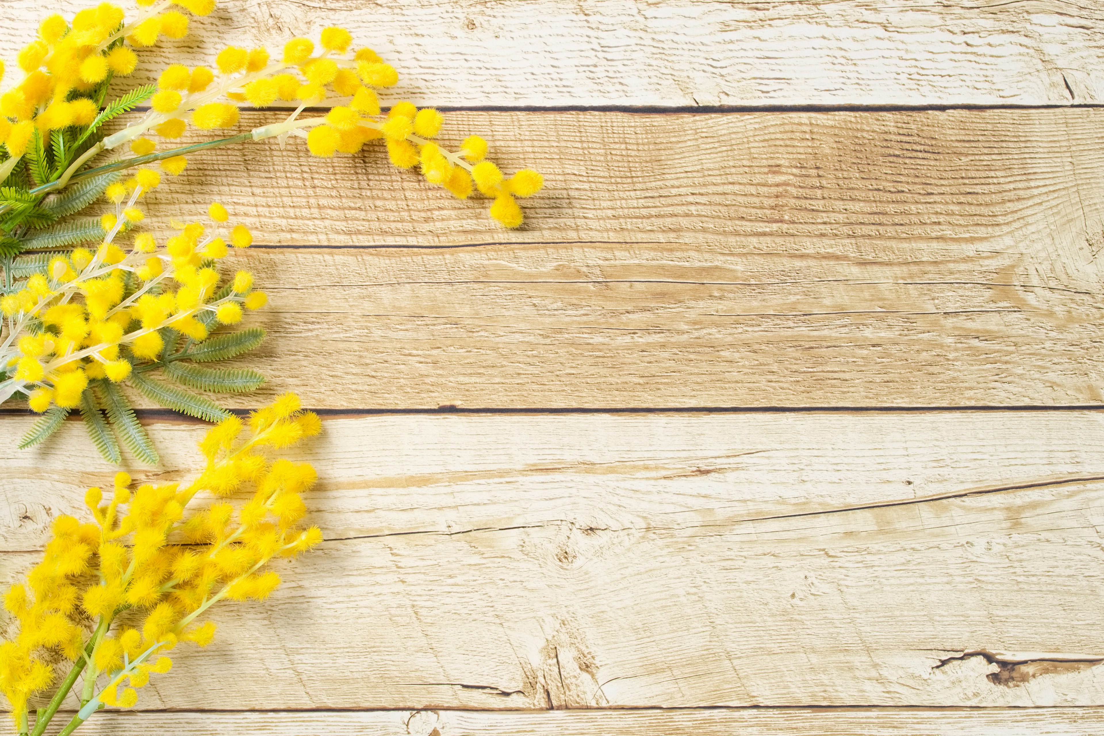 Yellow mimosa flowers on a wooden table