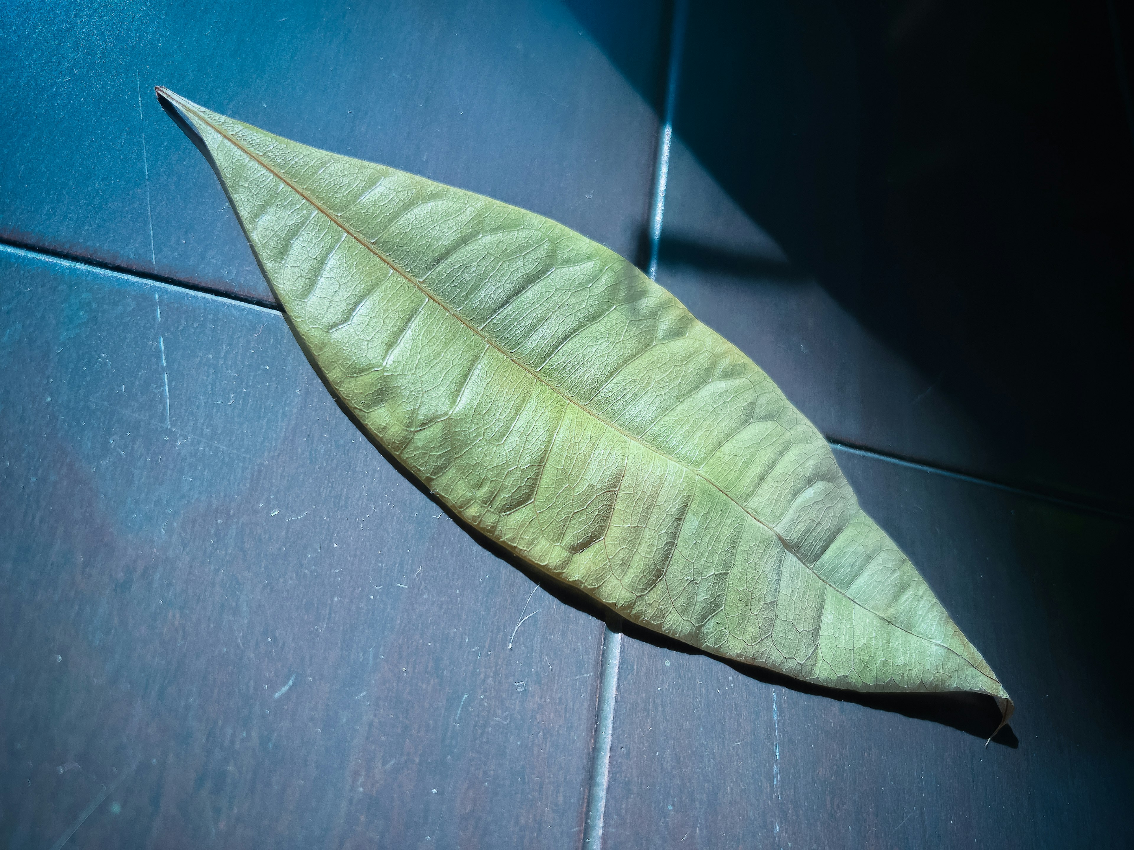 Une grande feuille verte reposant sur une surface carrelée sombre