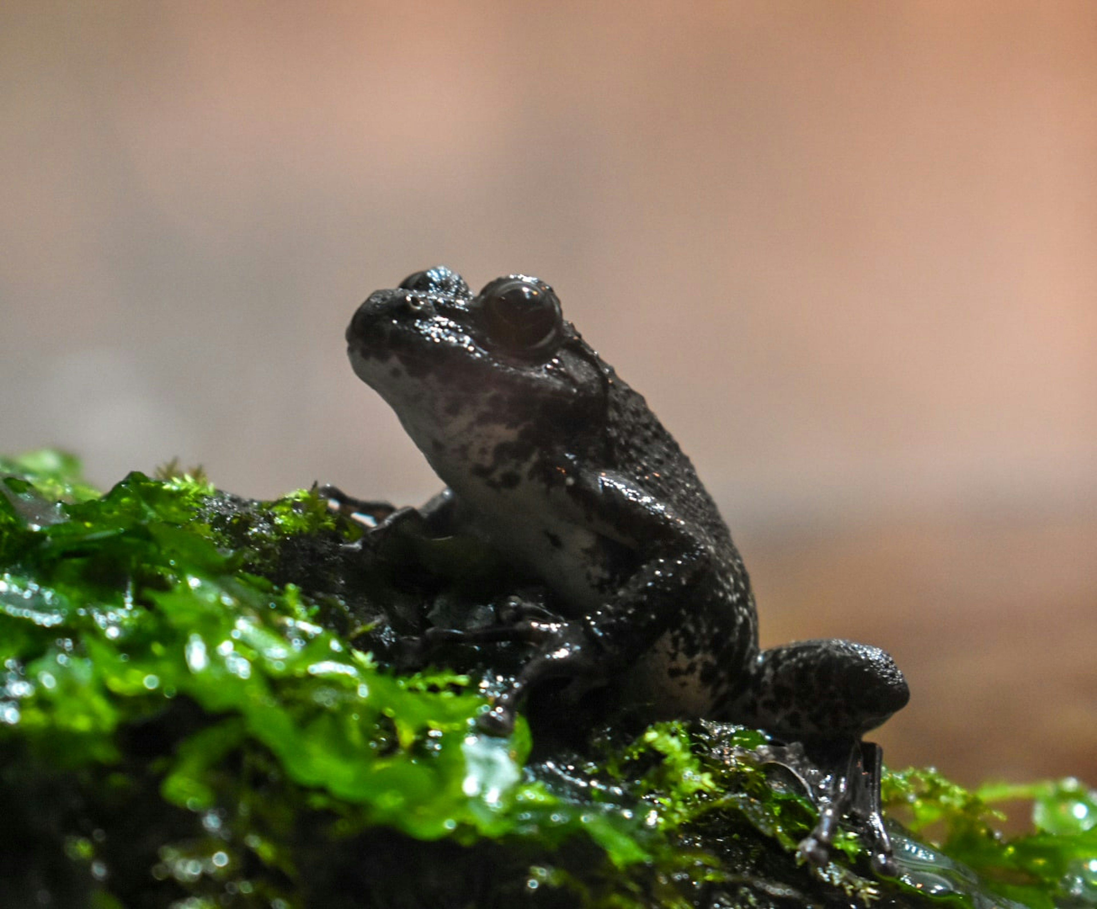 Black frog sitting on green moss