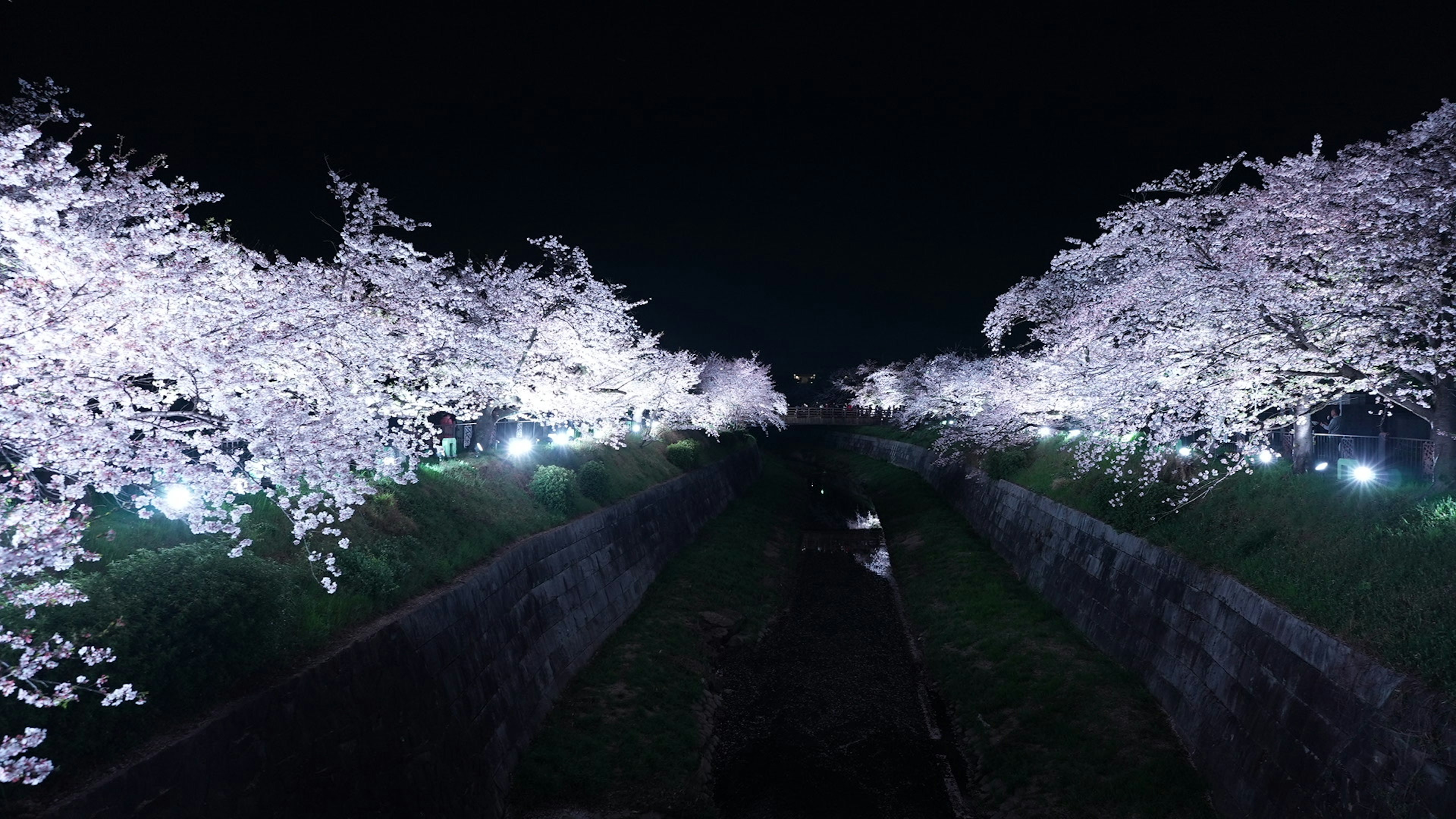 夜の桜並木の美しい景色