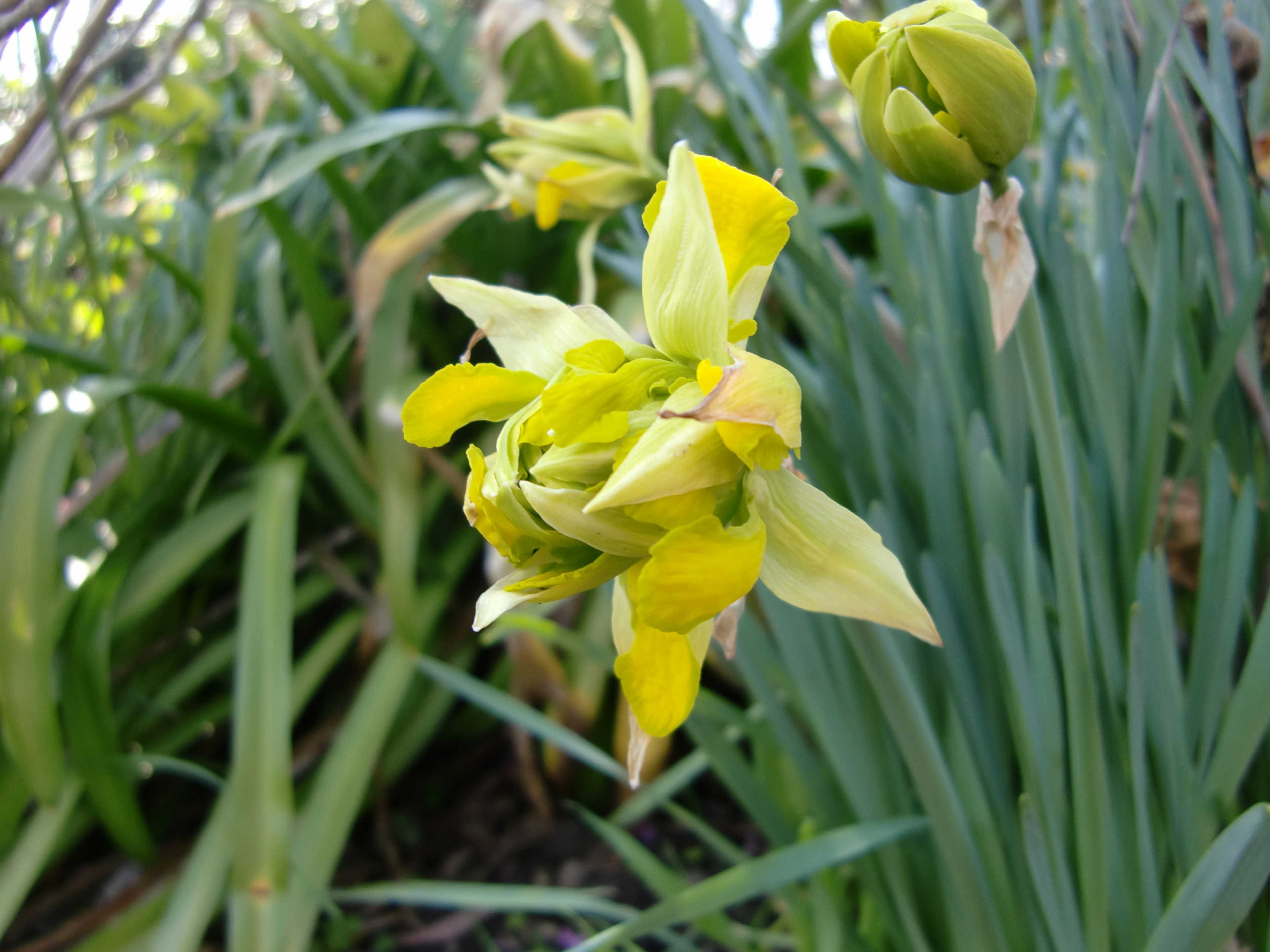 黄色の花が咲きかけている植物のクローズアップ周囲には緑の葉が見える