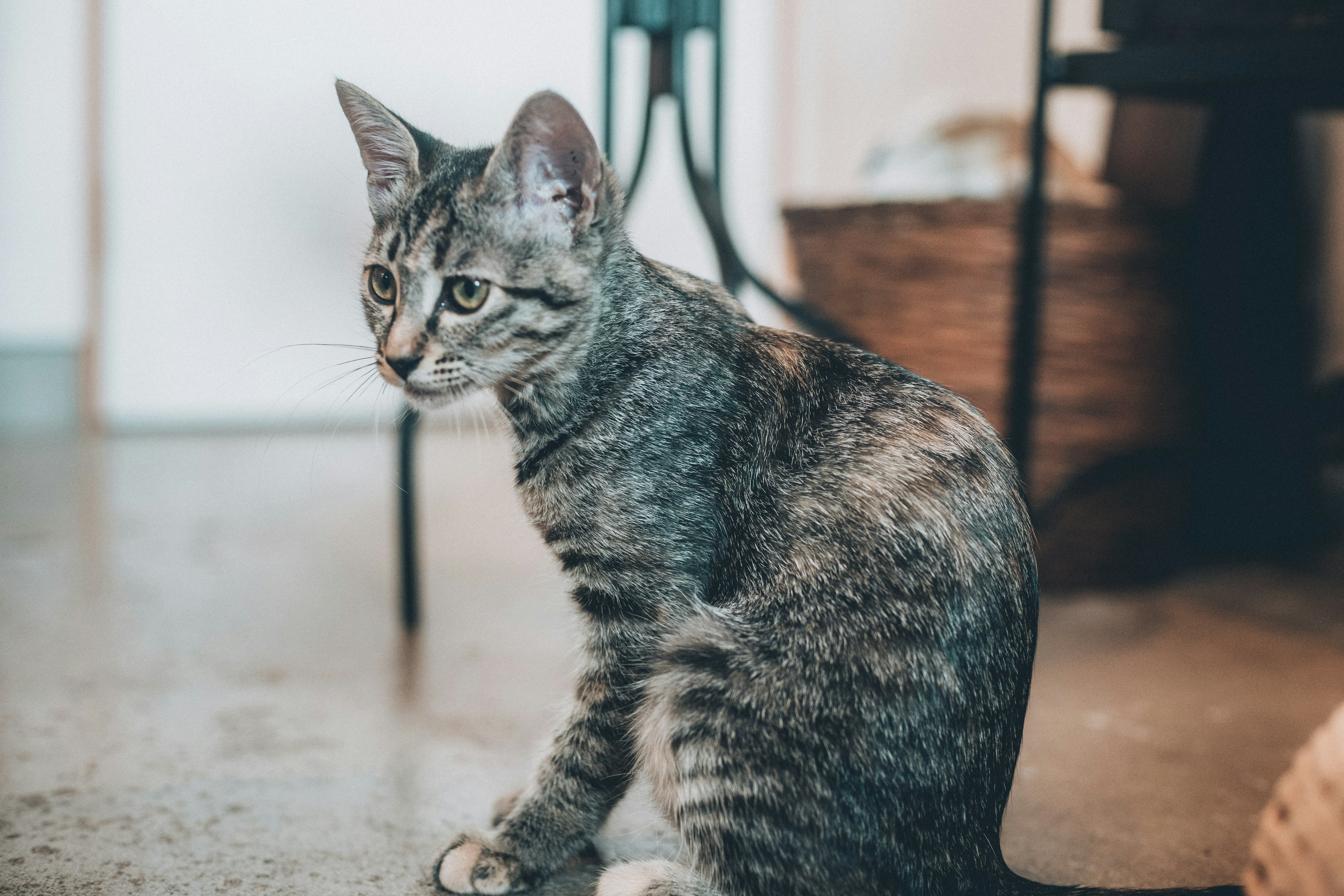 Kucing abu-abu duduk di dalam ruangan dengan latar belakang kabur