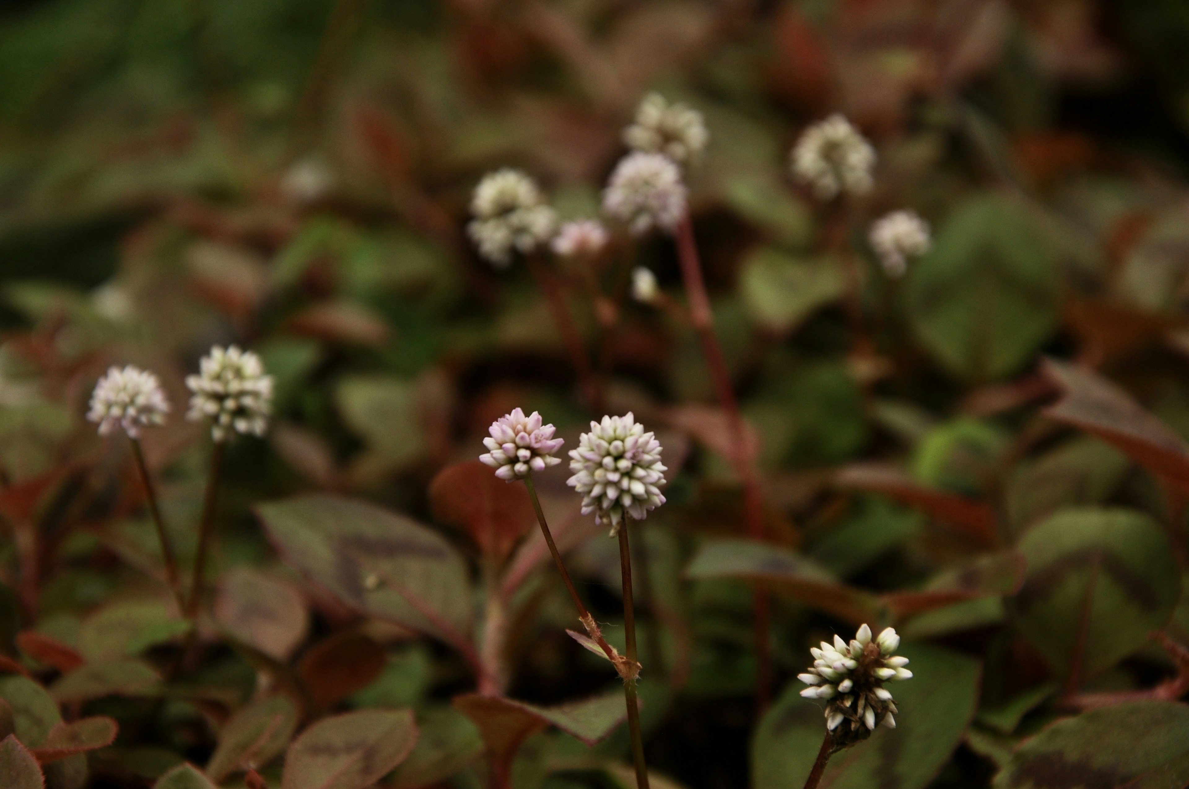 Kleine weiße Blumen blühen zwischen grünen Blättern