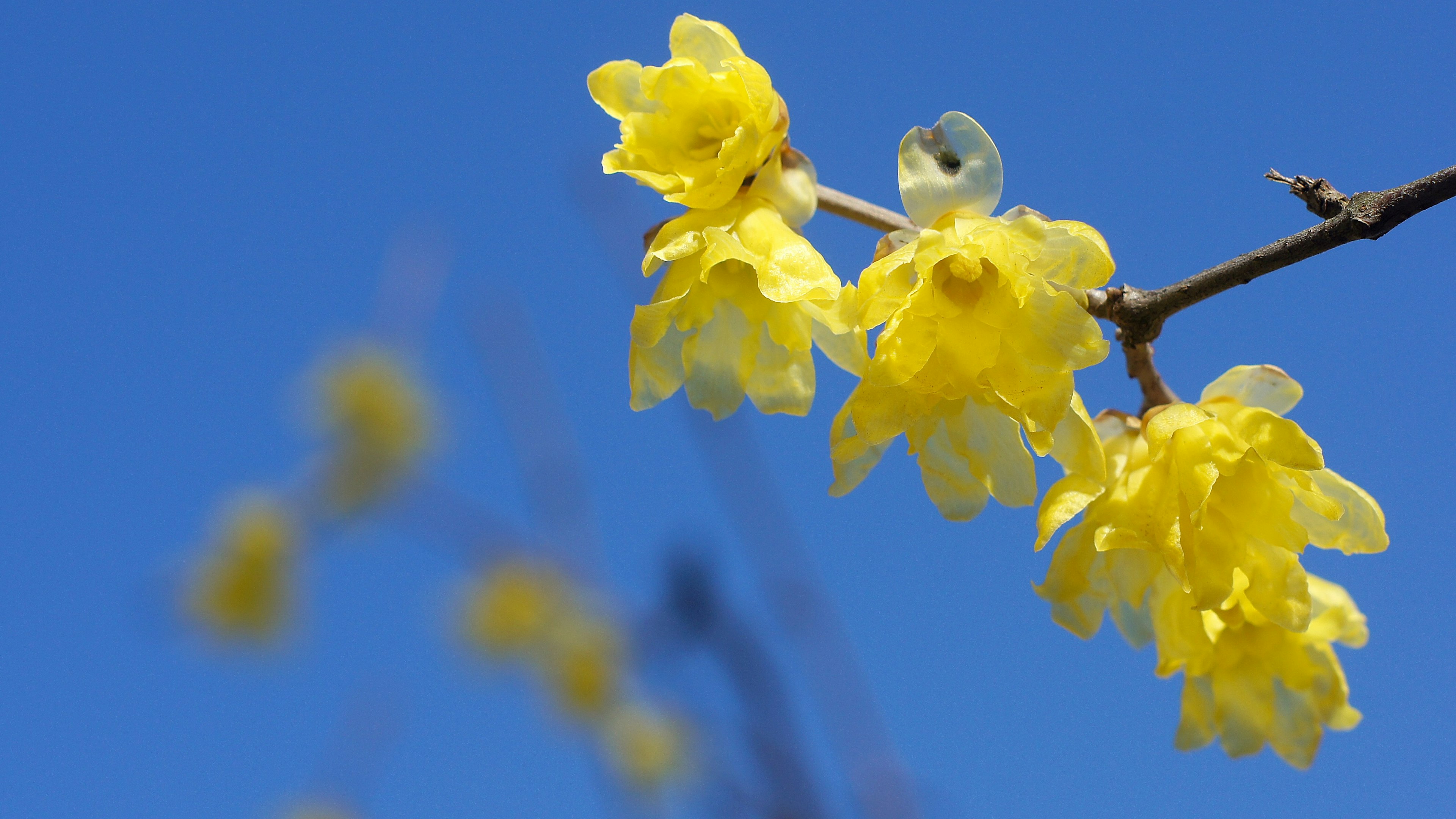 青空の下で咲く鮮やかな黄色の花