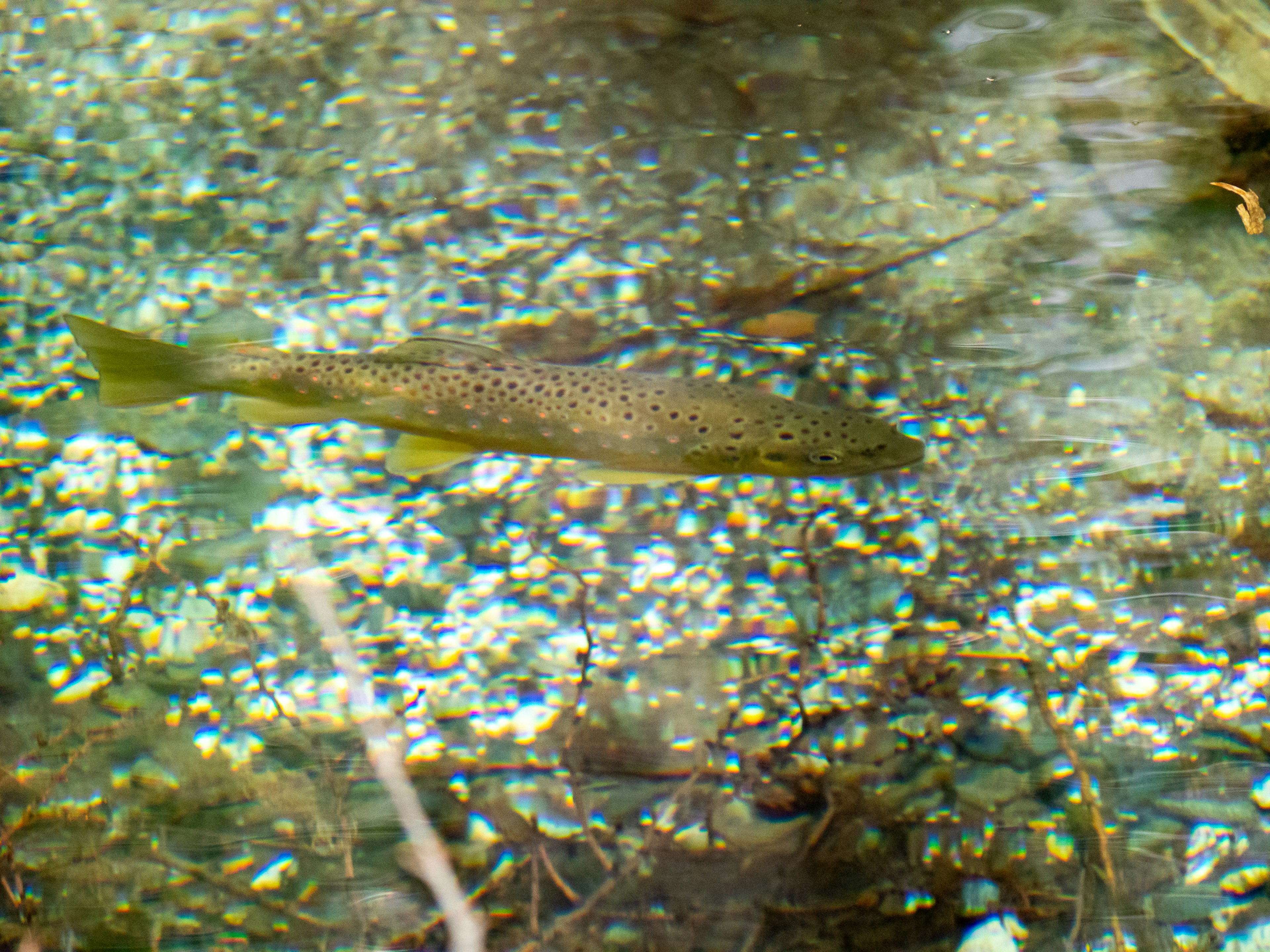 Una trota marrone che nuota in acqua chiara