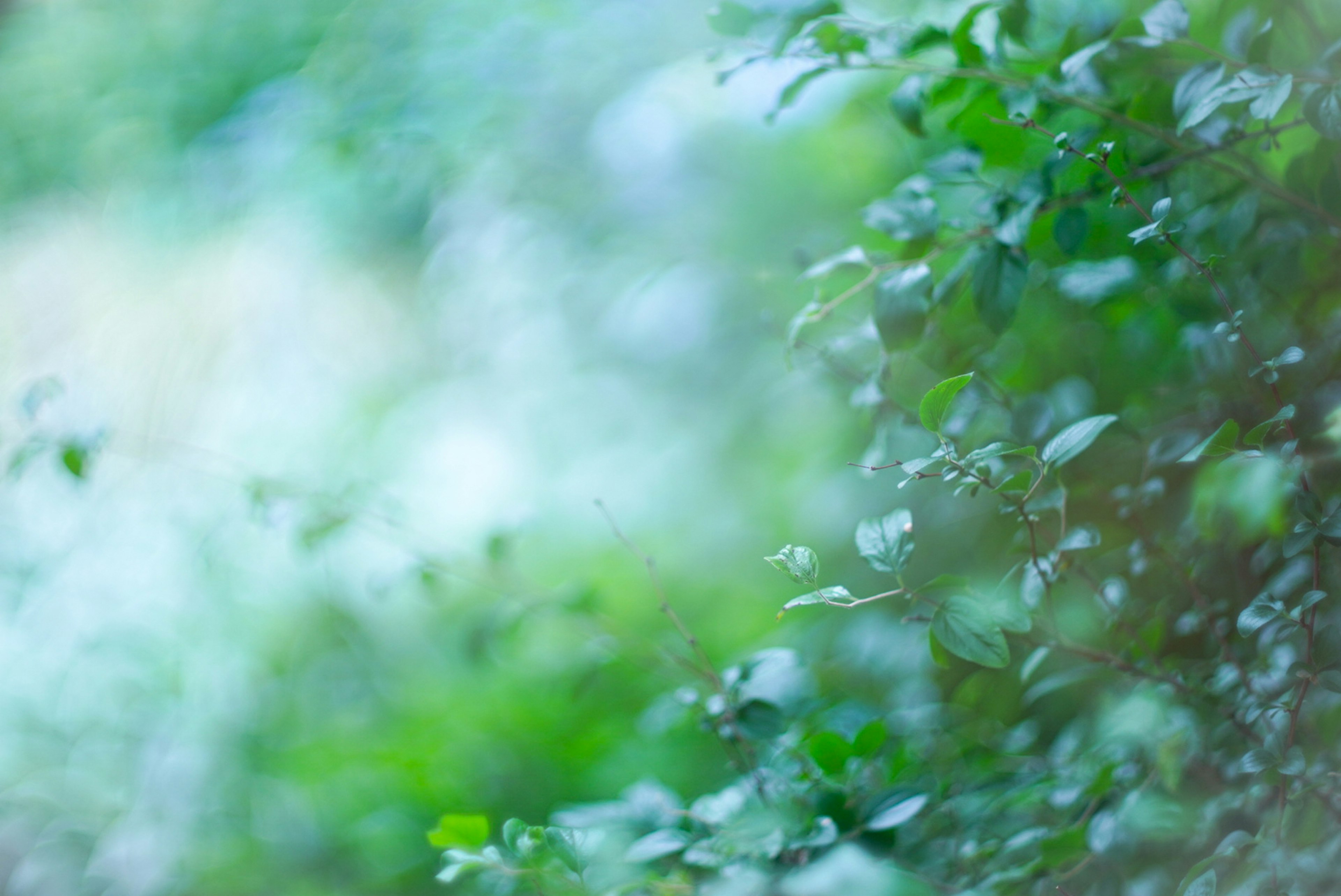 青々とした葉が茂る柔らかな背景の自然風景