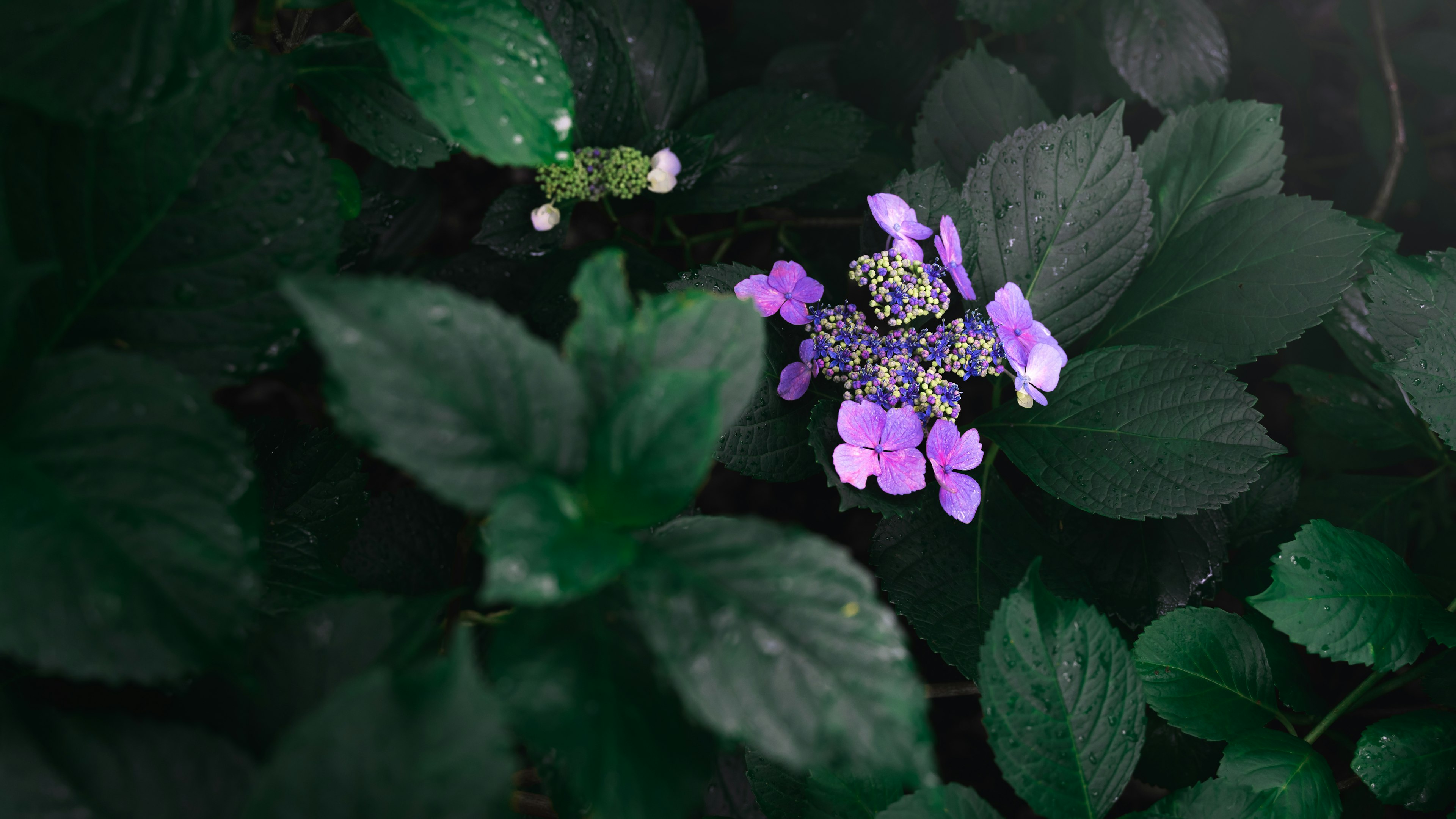 Flor morada floreciendo entre hojas verdes con una flor blanca cercana