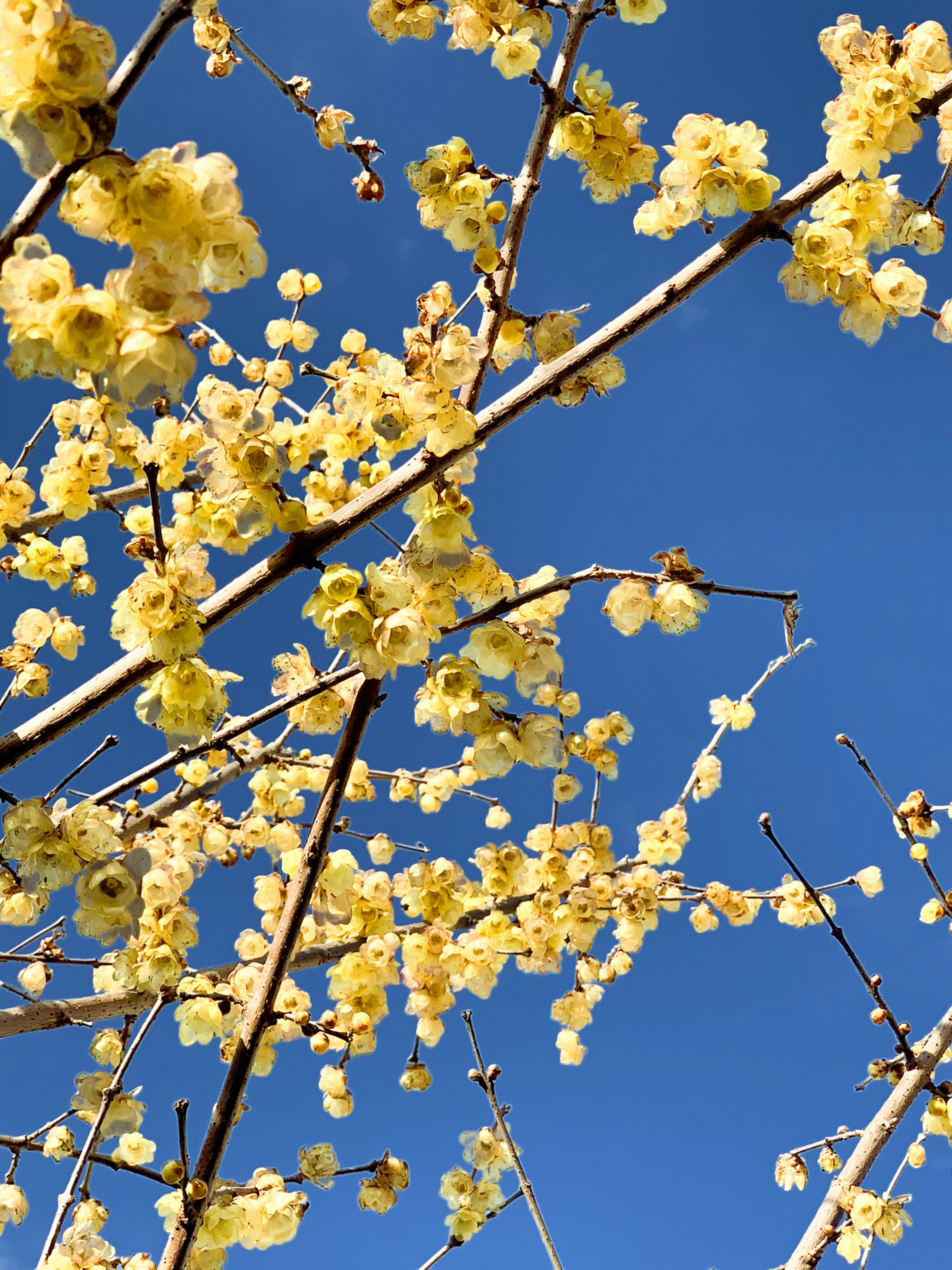 Ramas de un árbol adornadas con flores amarillas contra un cielo azul