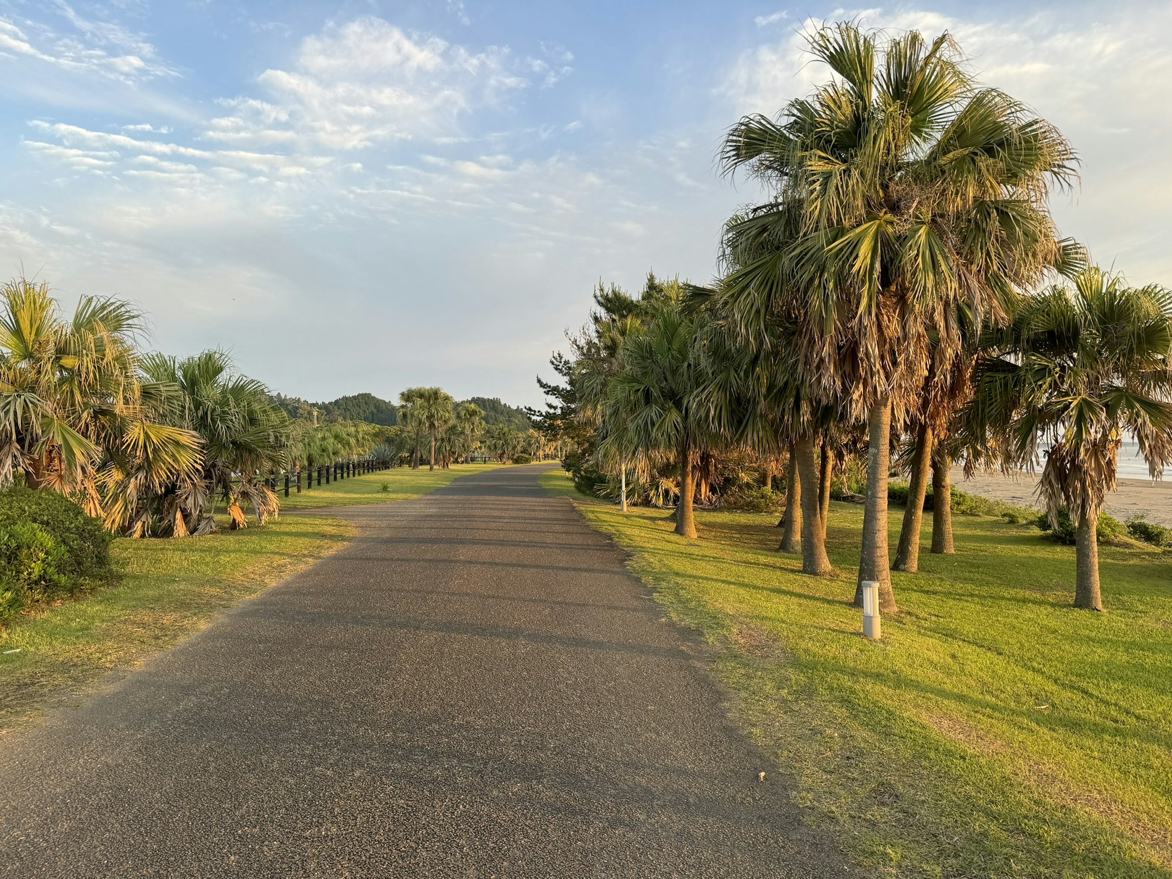 A scenic pathway lined with palm trees under a clear blue sky