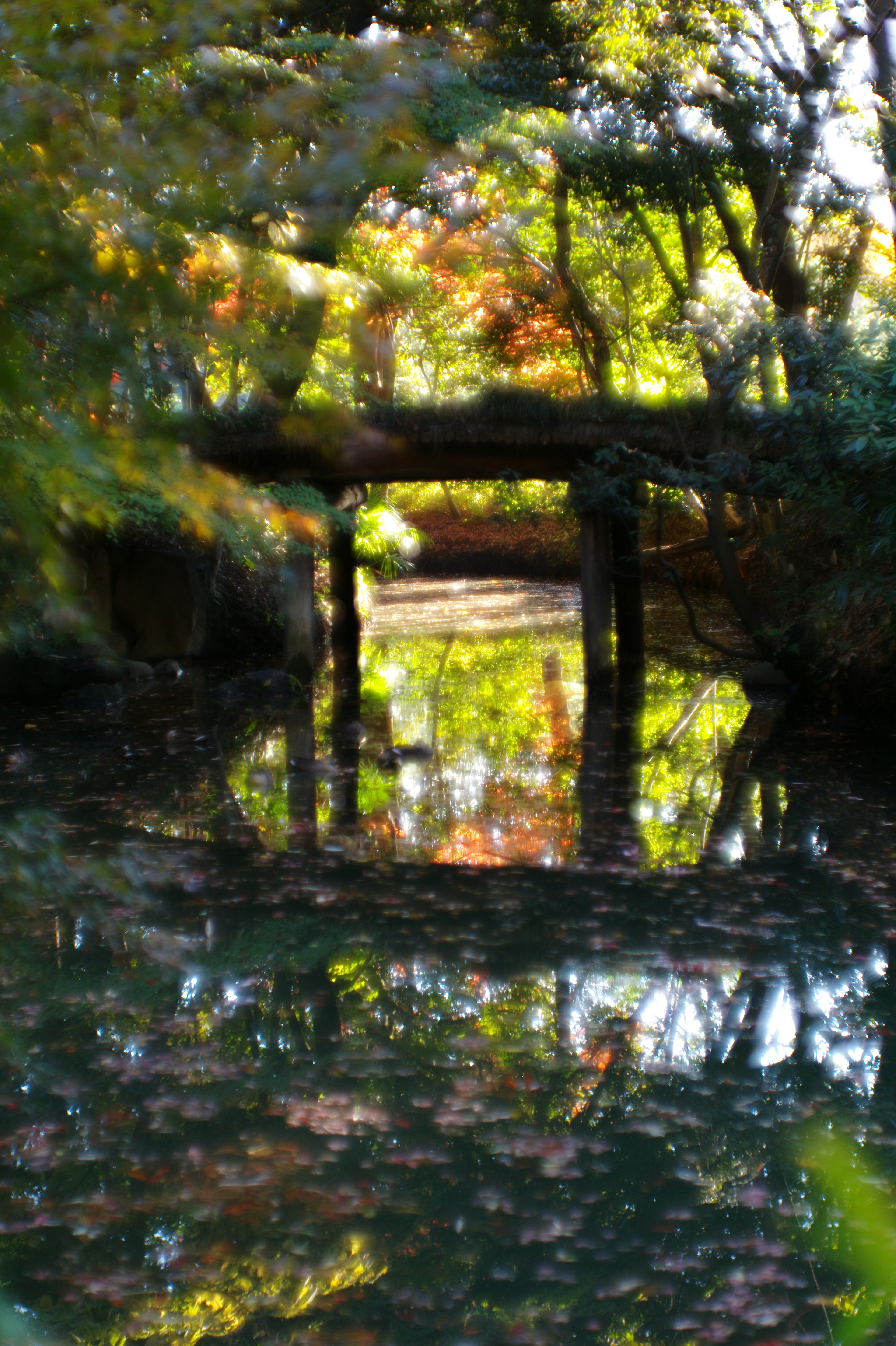 小川にかかる木の橋とその反射がある風景