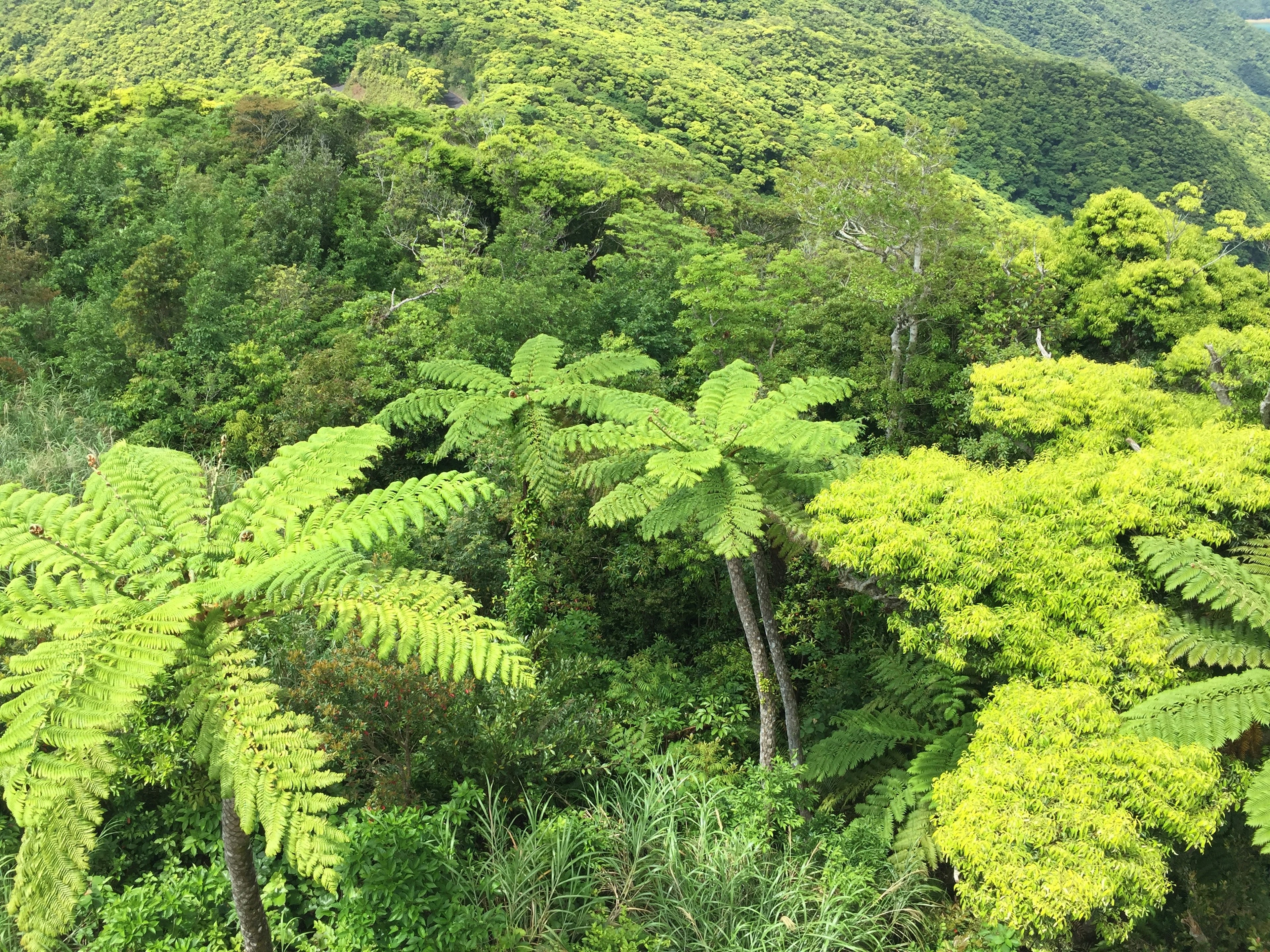 Lanskap hutan subur dengan paku dan pohon