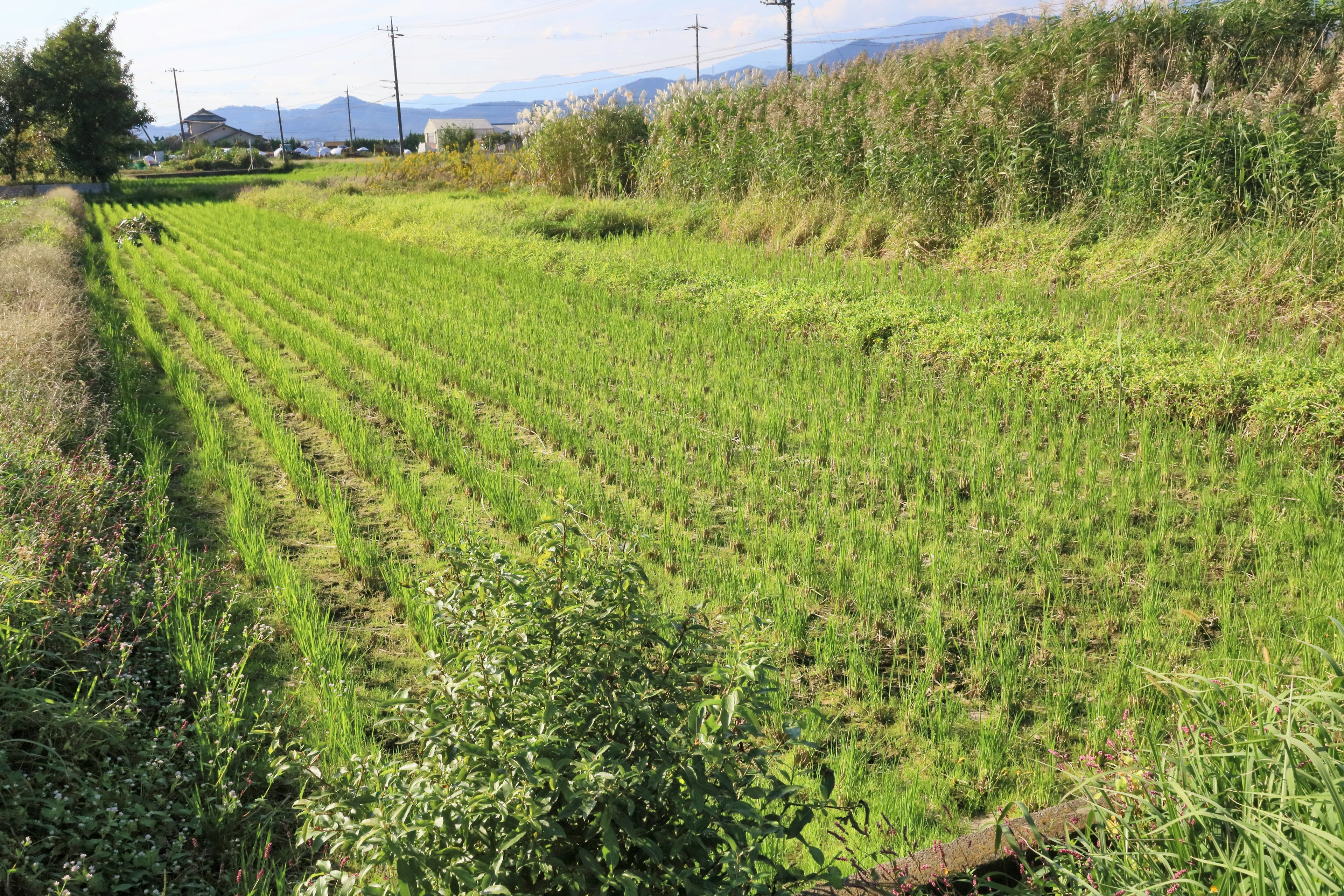 Lush green rice fields under a clear blue sky rural landscape