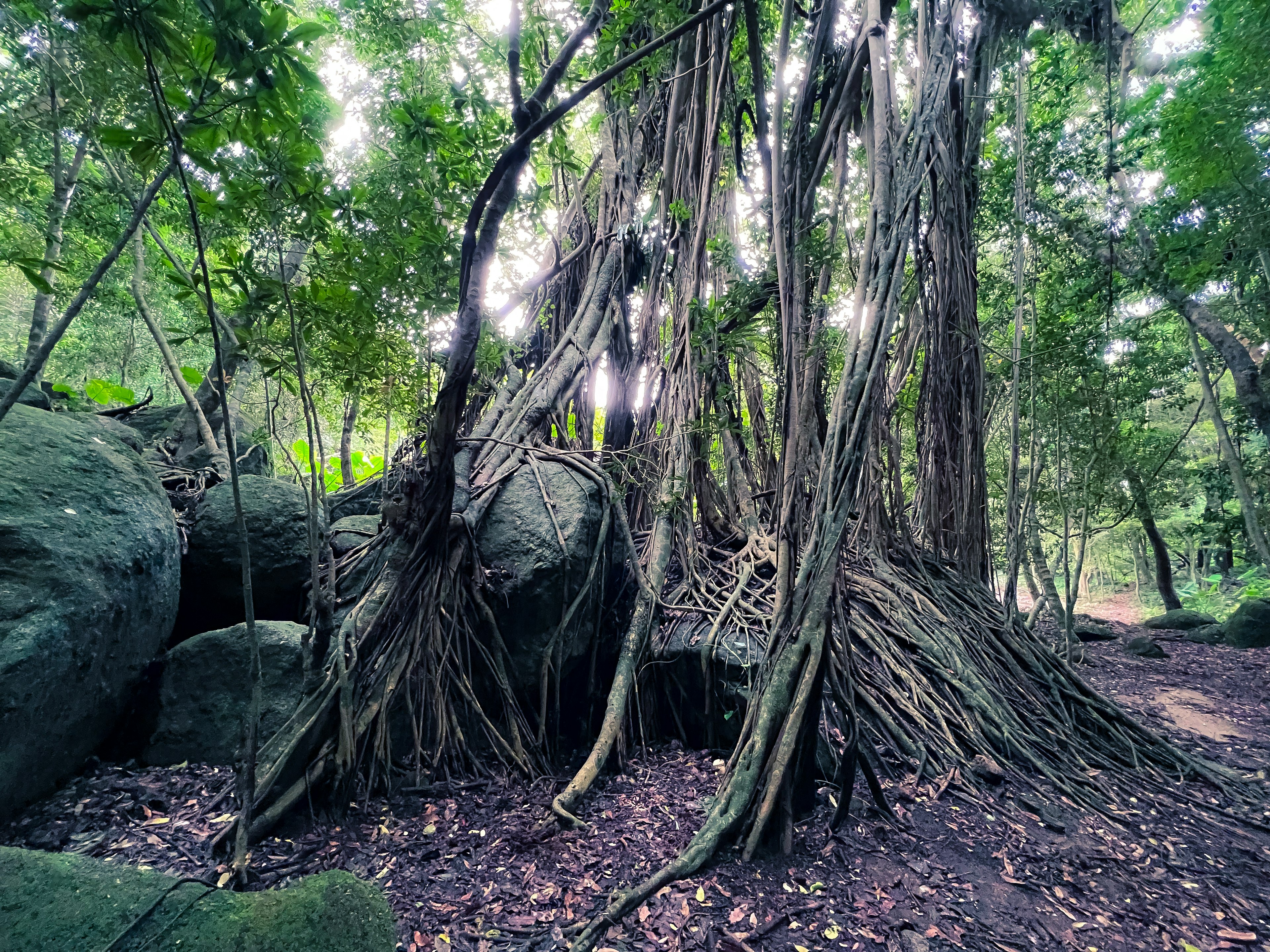 Una vista de un gran árbol con raíces colgantes y rocas en un bosque frondoso