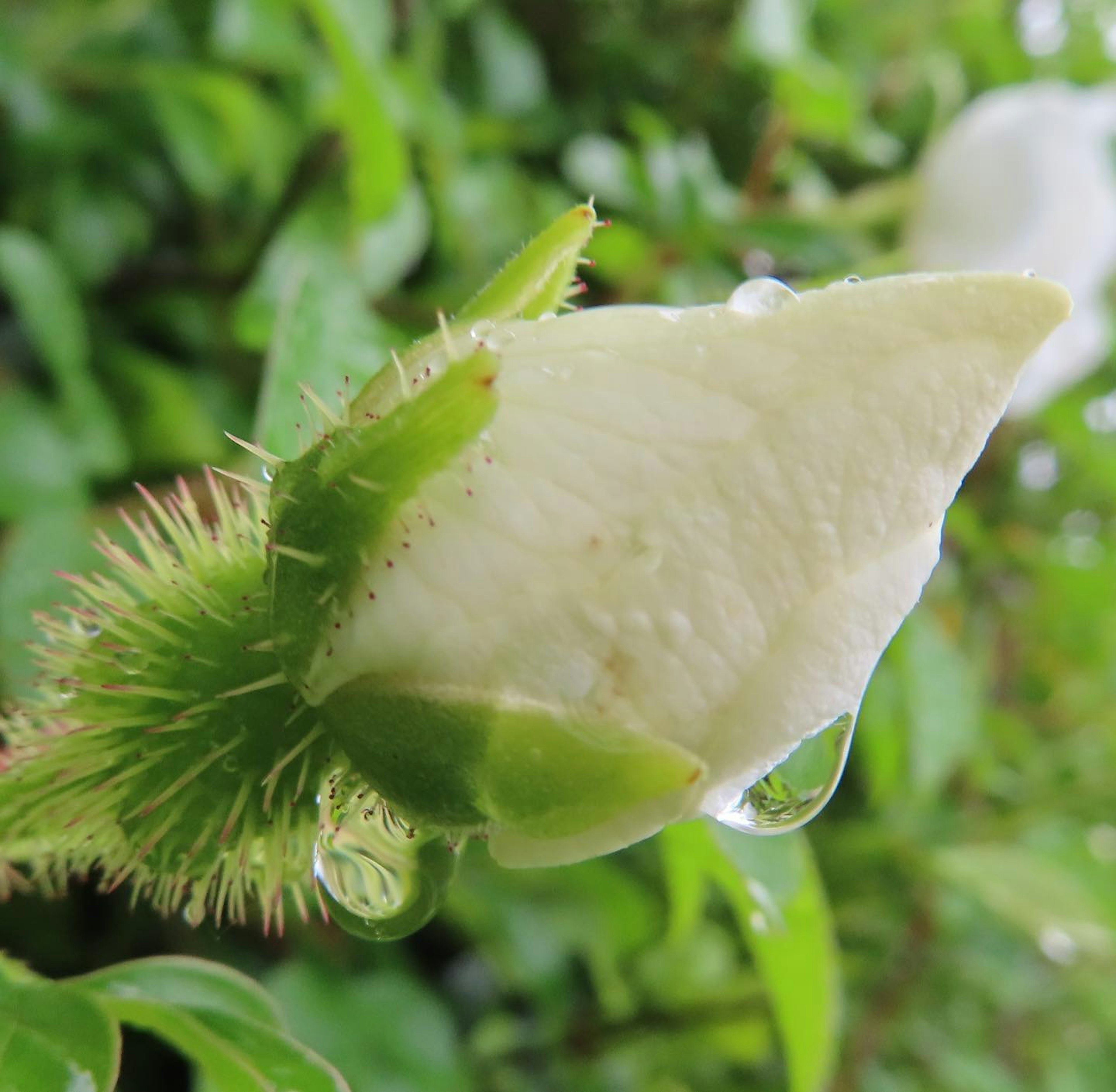 Gros plan d'un bouton avec des gouttes d'eau entouré de feuilles vertes