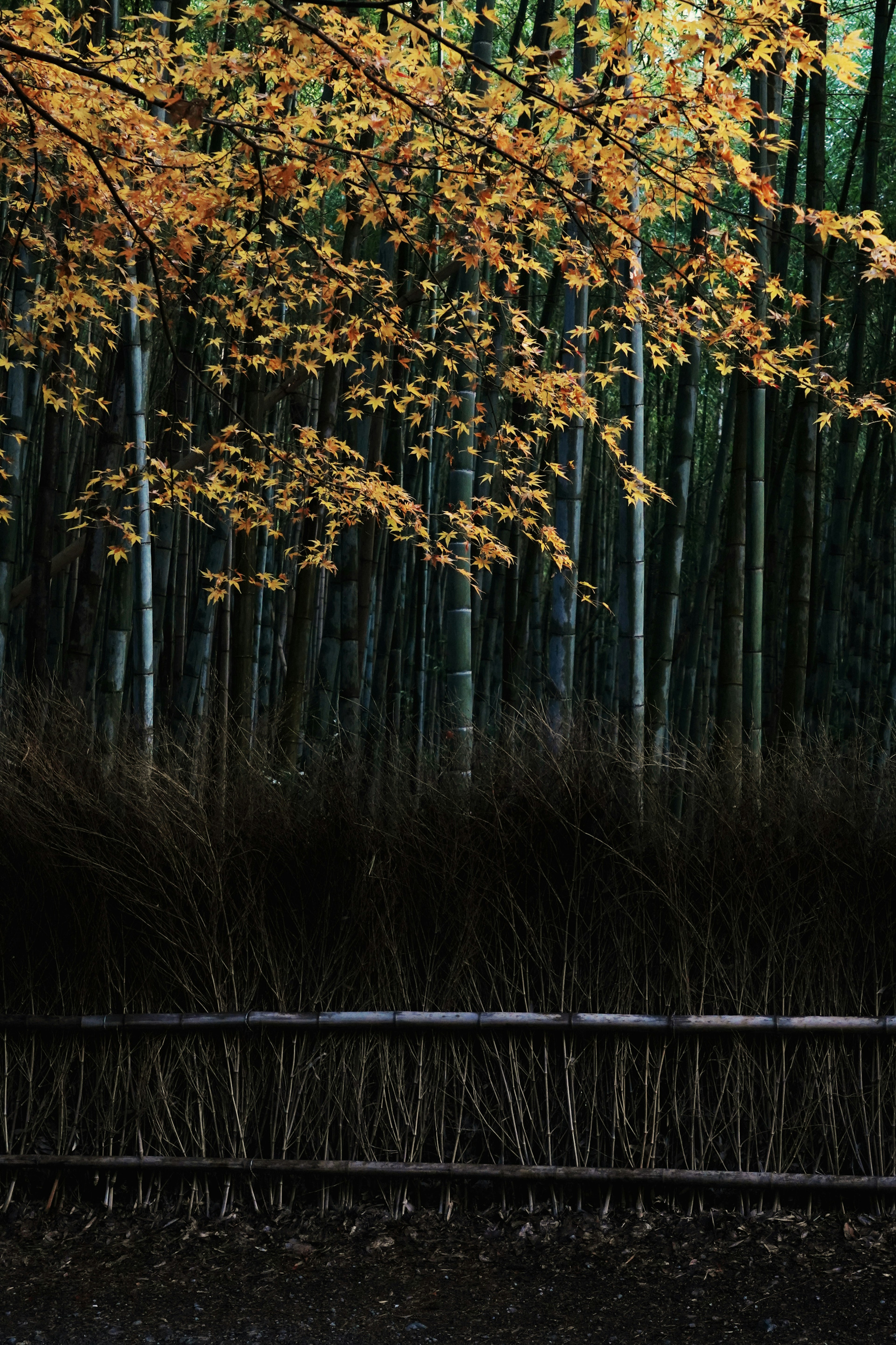 Forêt de bambous avec des feuilles d'automne et un fond sombre