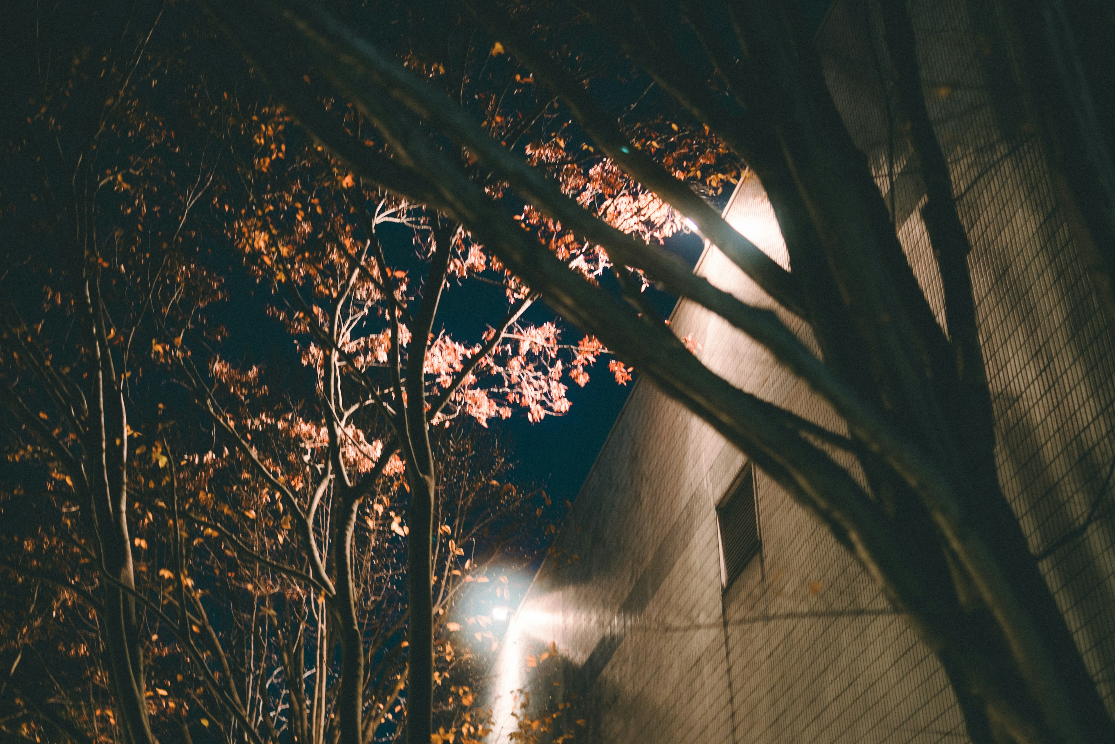 夜の街路樹と建物のコントラストが美しい風景