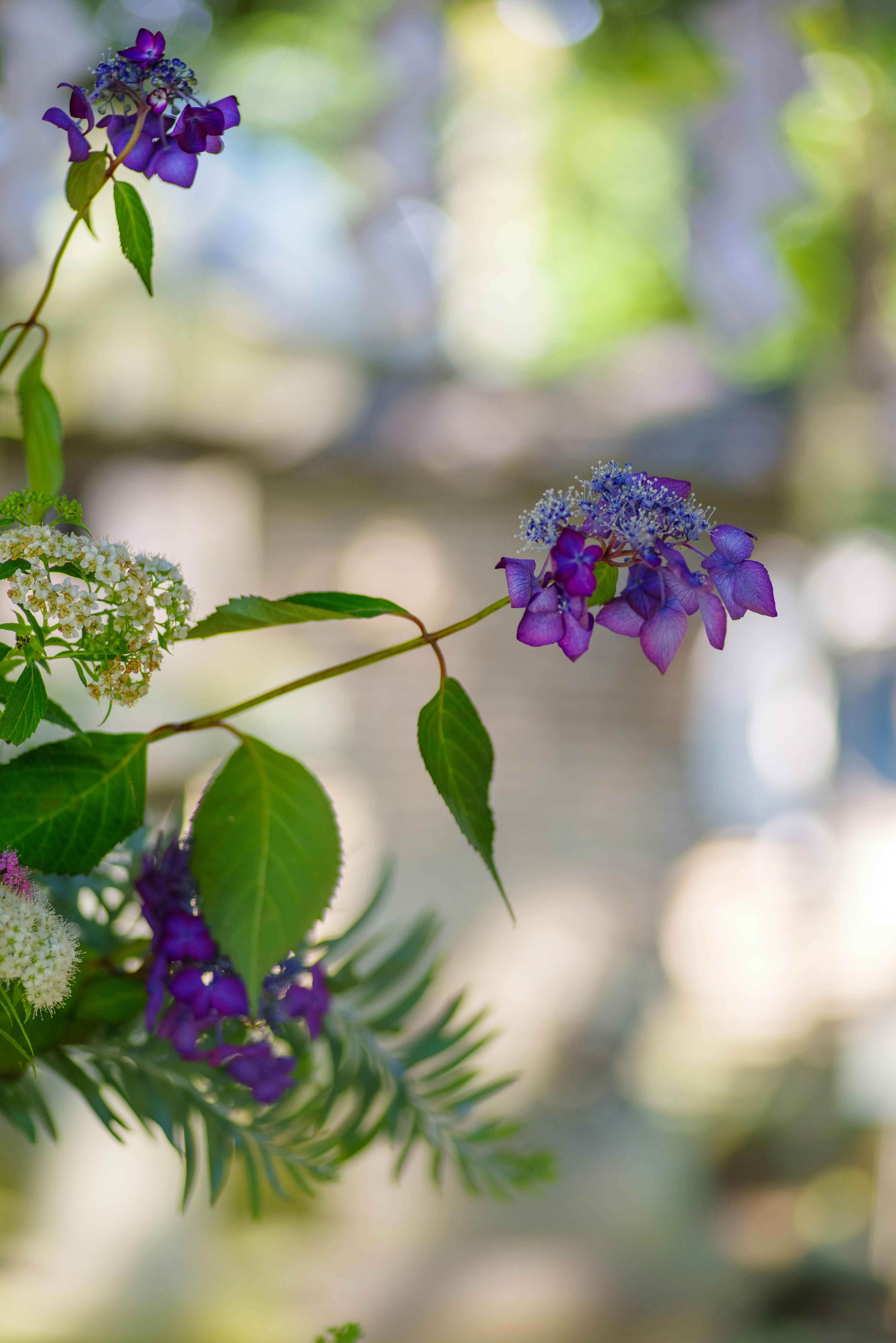 鮮やかな紫色の花と緑の葉が特徴の植物のクローズアップ