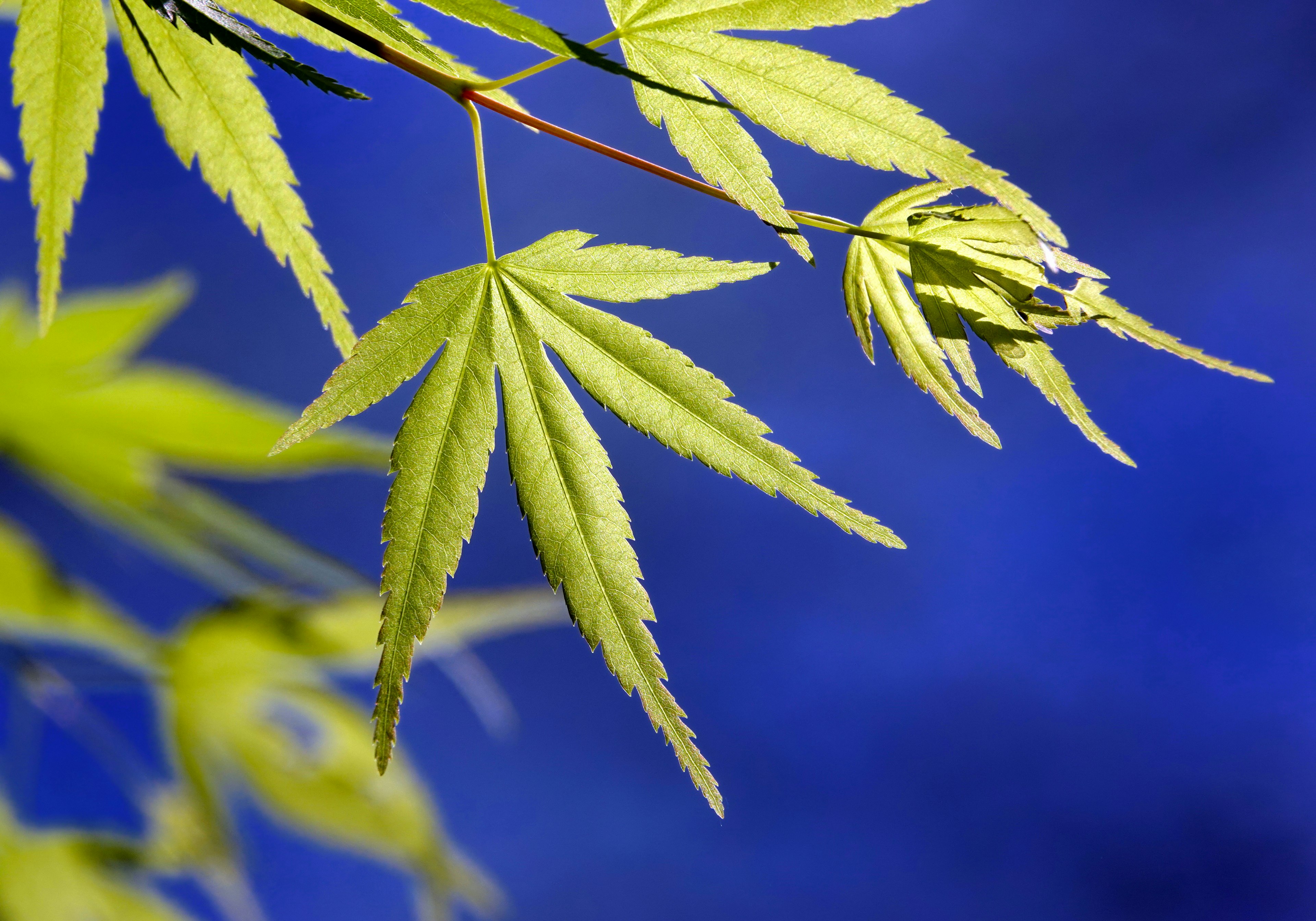 Vibrant green maple leaves against a blue background