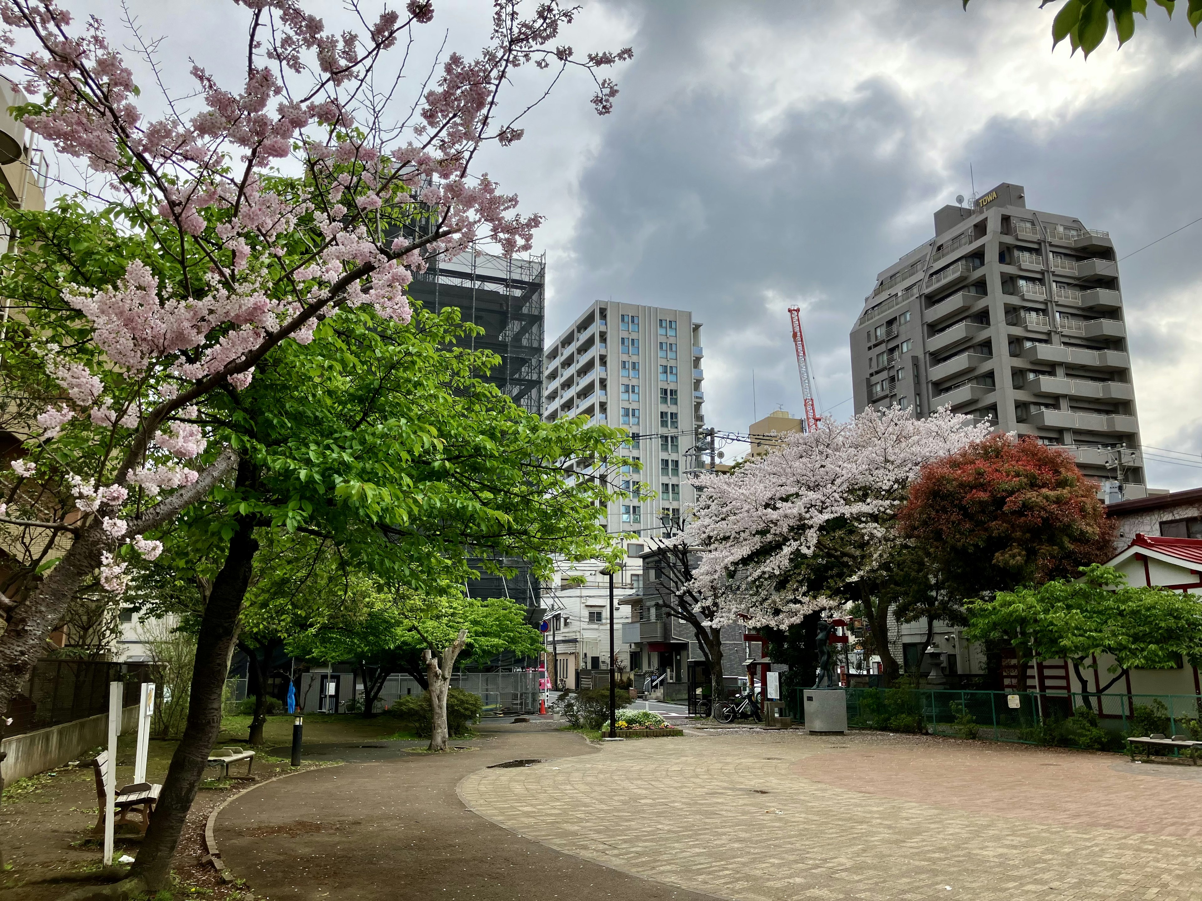 Pemandangan taman dengan pohon sakura dan gedung tinggi