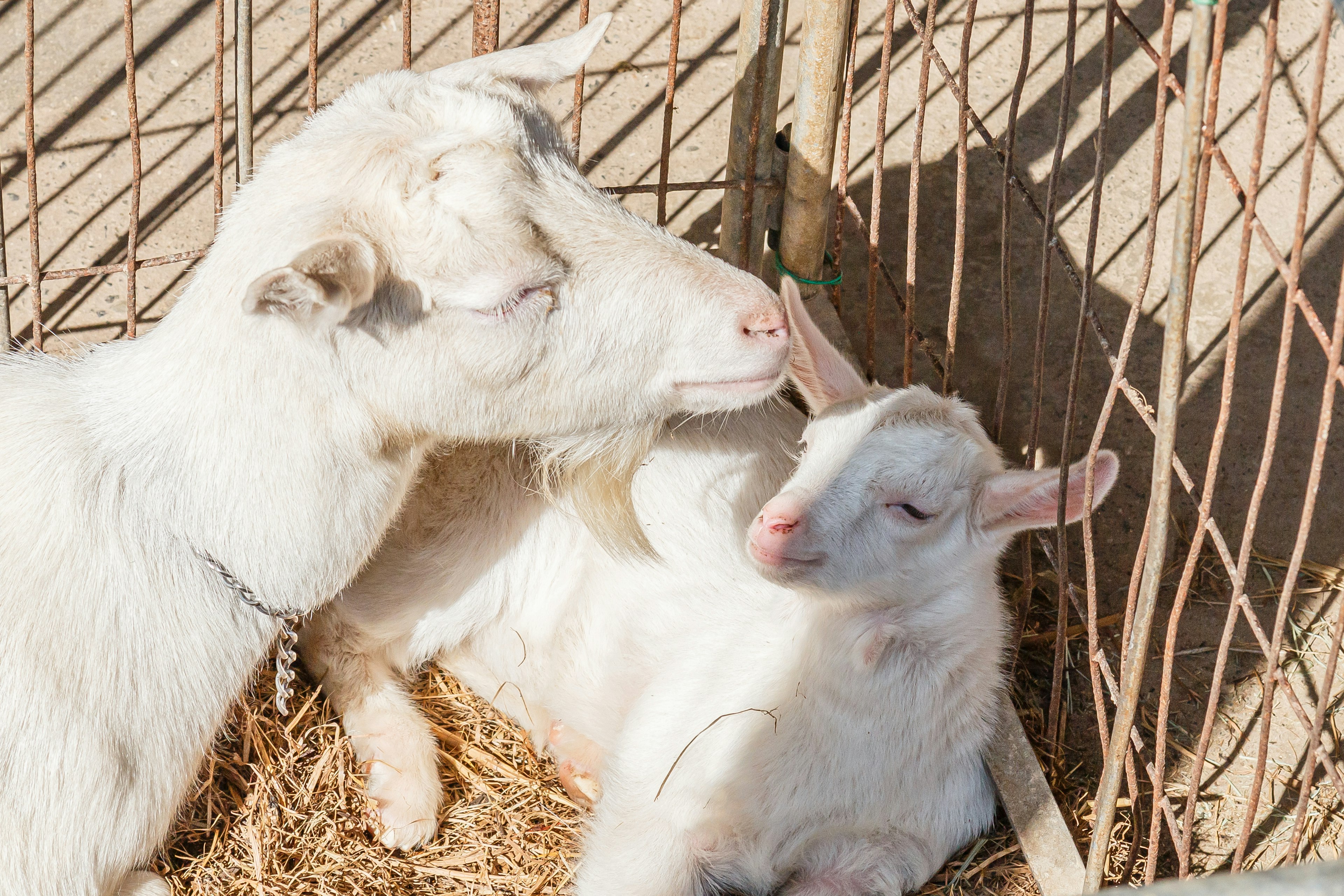 Una cabra blanca y un cabritillo acurrucados en un entorno acogedor