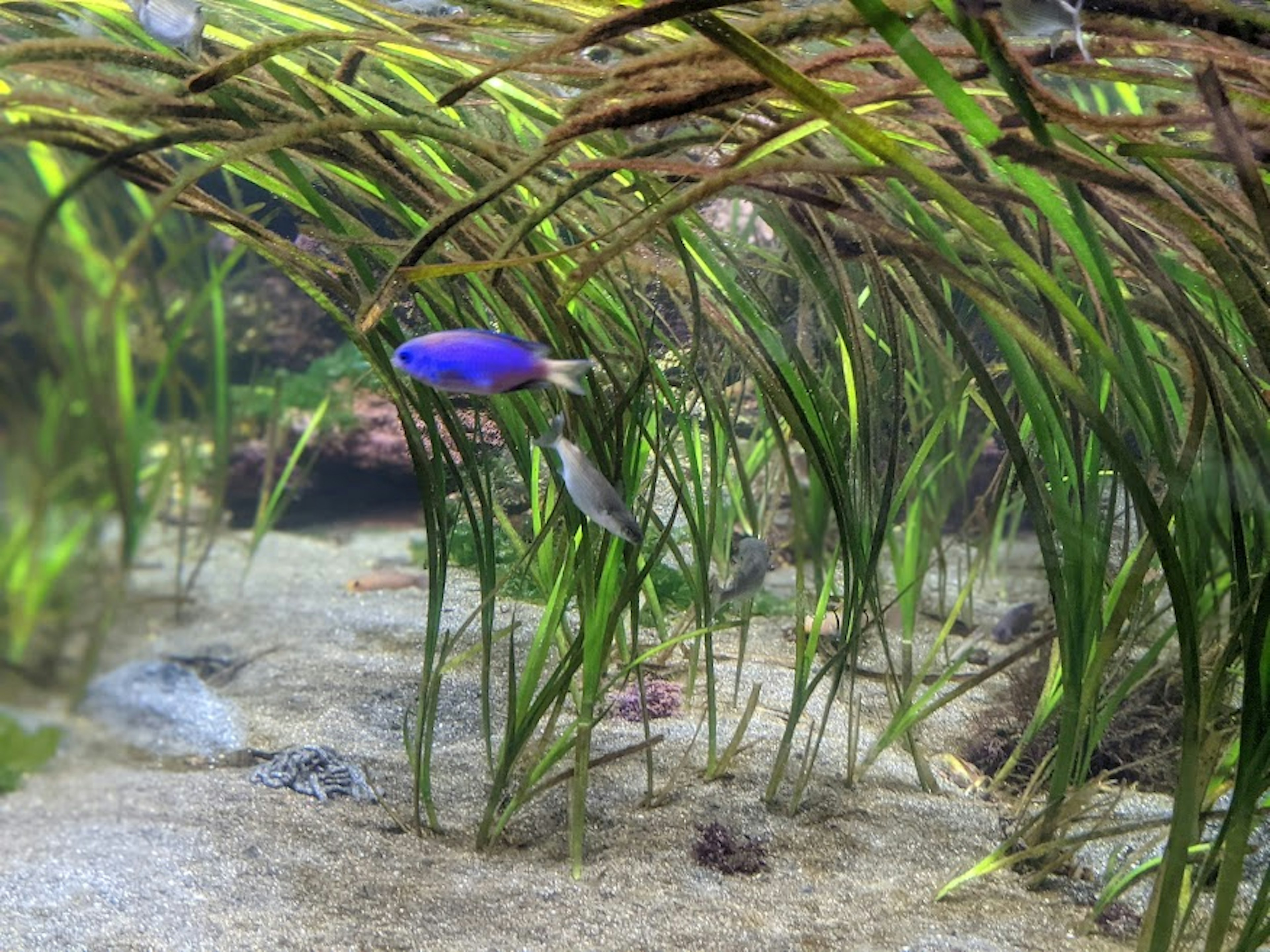 Unterwasserszene mit Seegras und einem lila Fisch