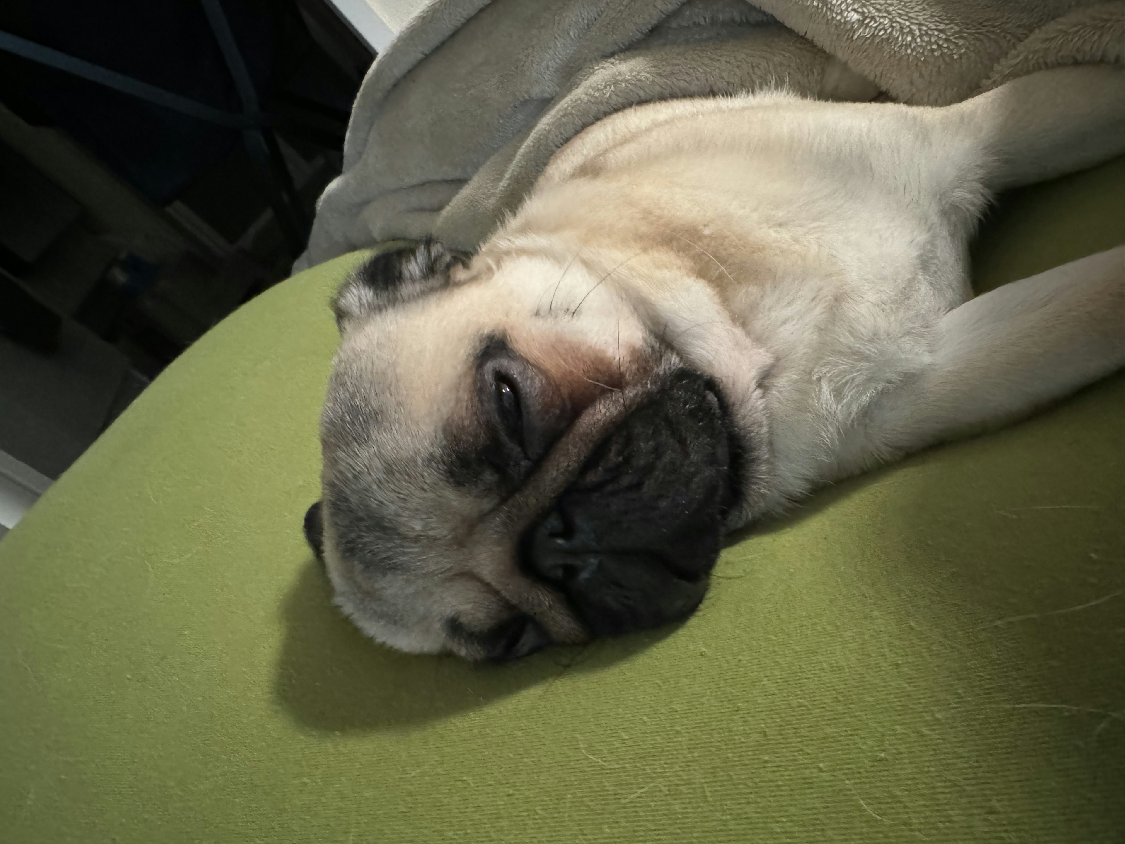 Sleeping pug dog resting on a green couch