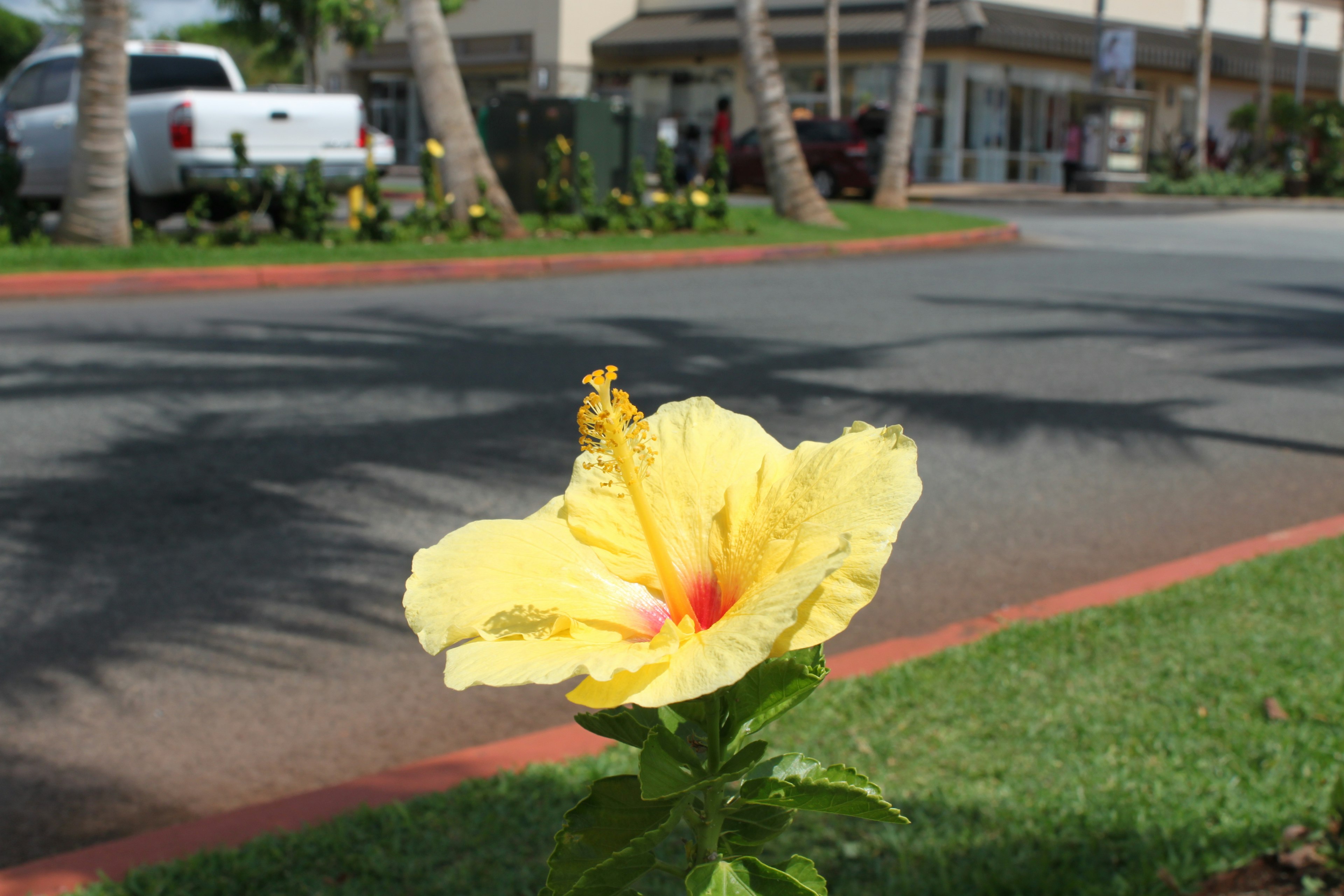 Un fiore di ibisco giallo che sboccia vicino alla strada