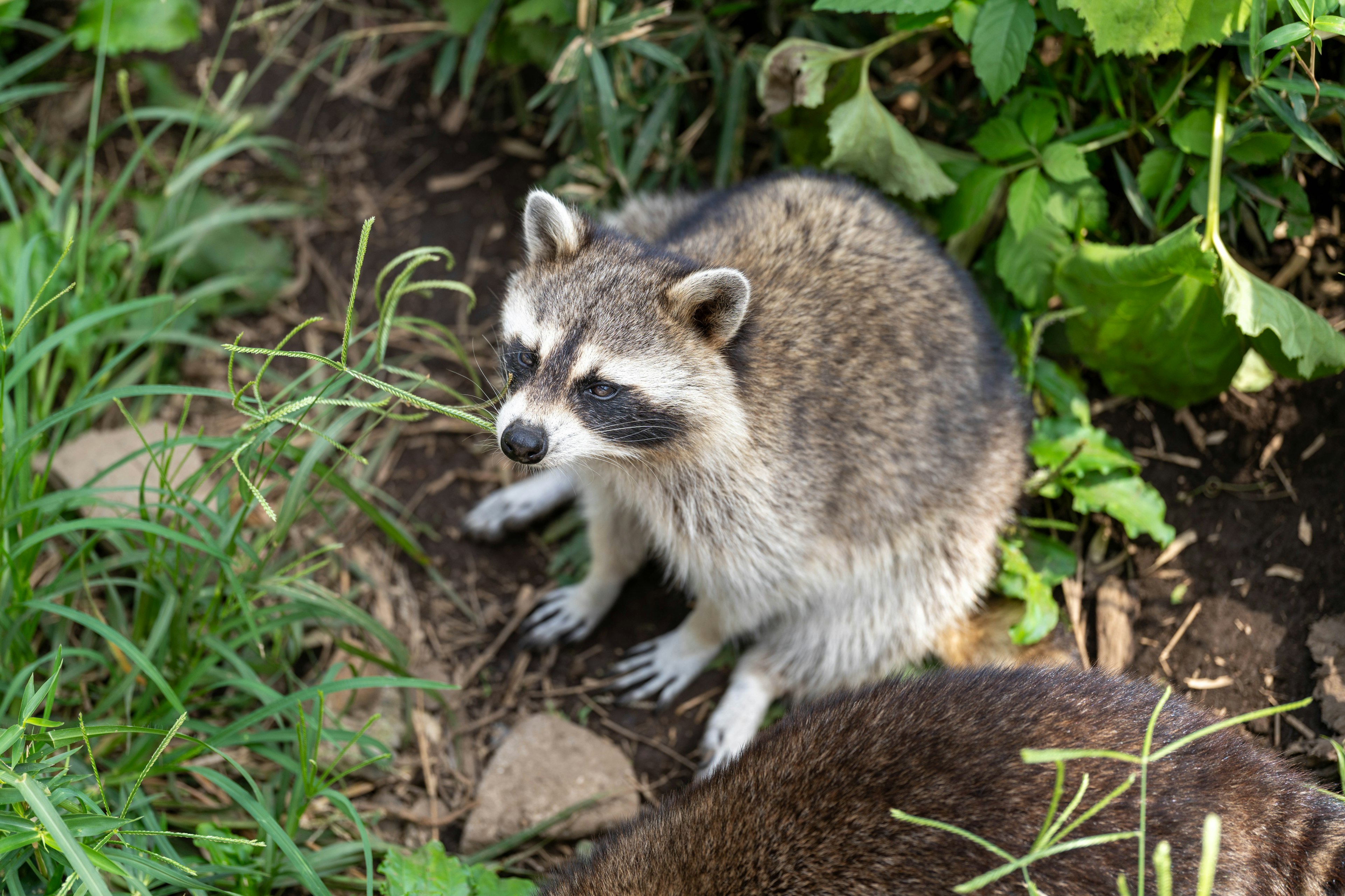 A small raccoon sitting among grass and dirt