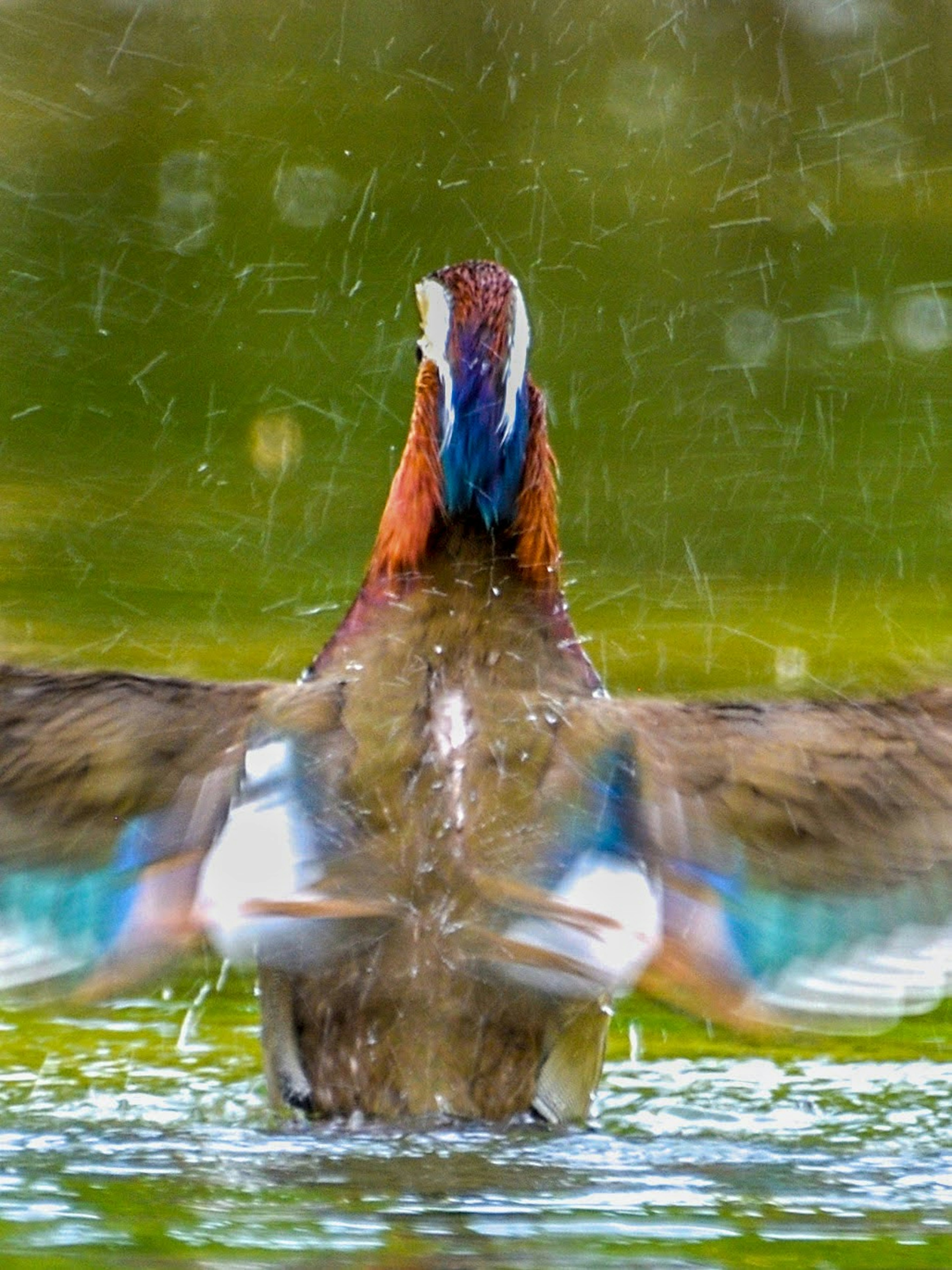 羽を広げて水しぶきを上げるカモの背面の画像