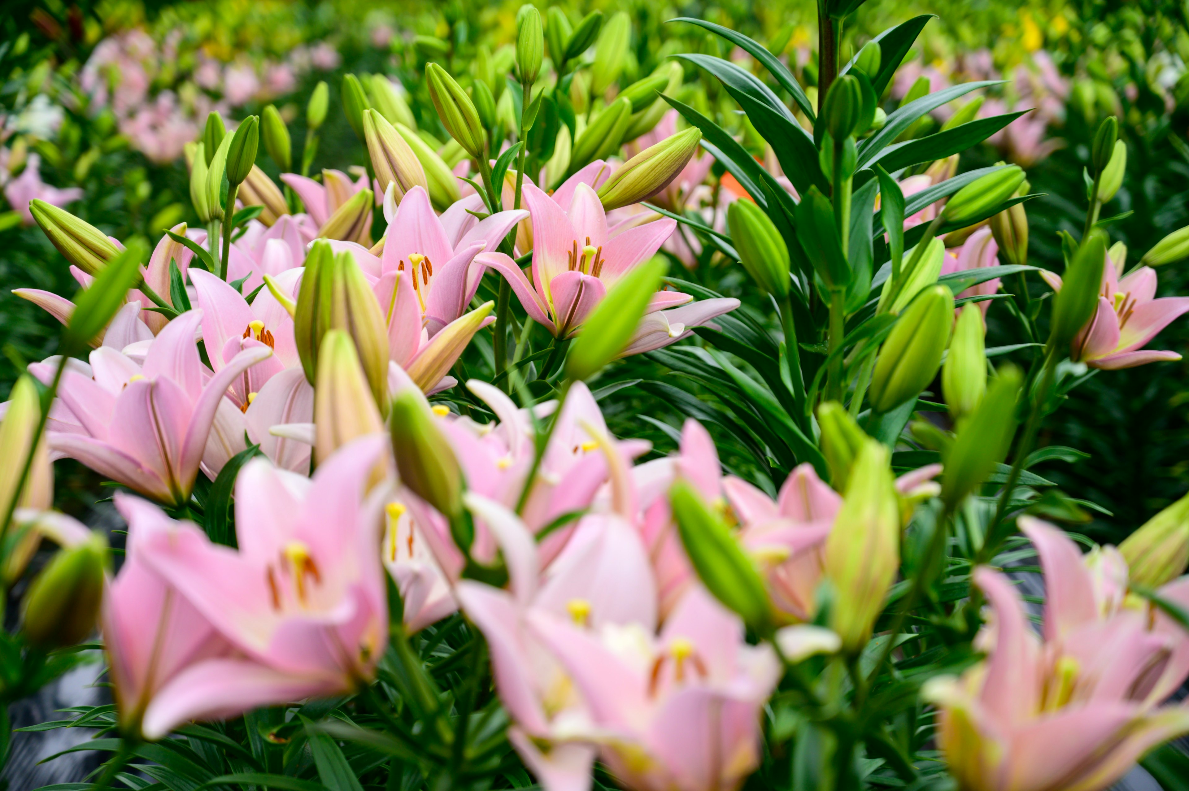 Field of pink lilies and green foliage