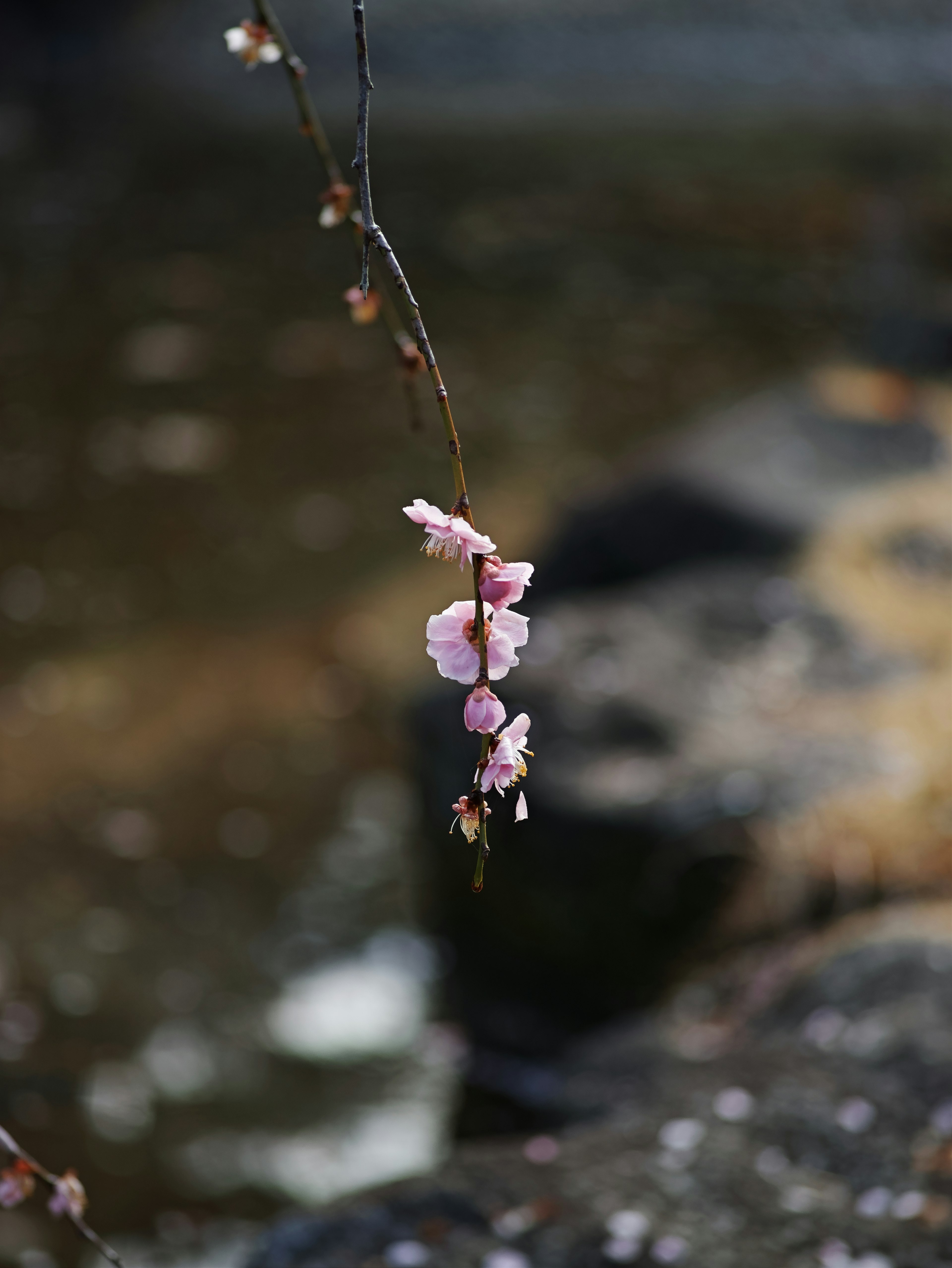 水辺に垂れ下がる桜の花が映える穏やかな風景