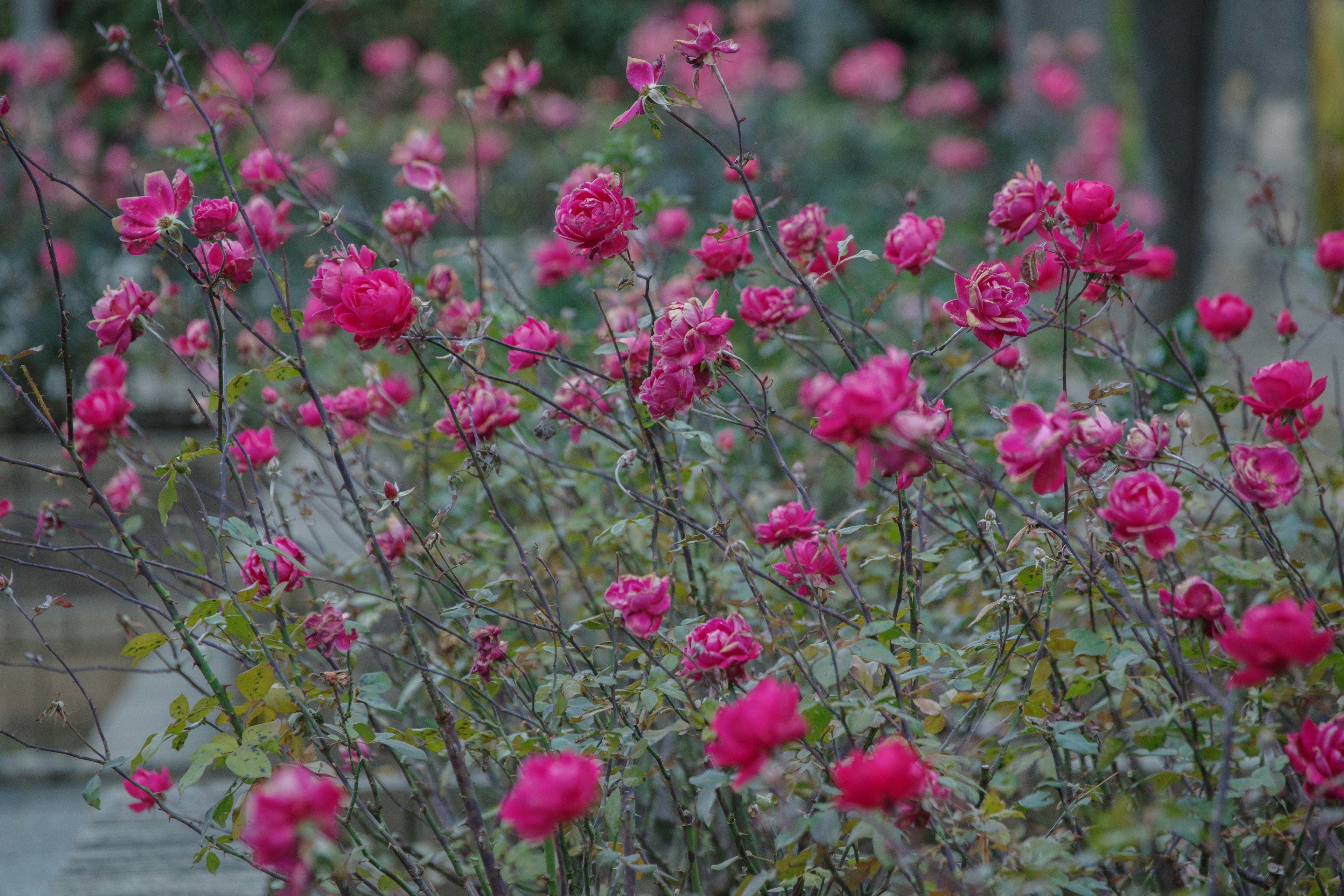 Rosa pink yang cerah mekar di taman