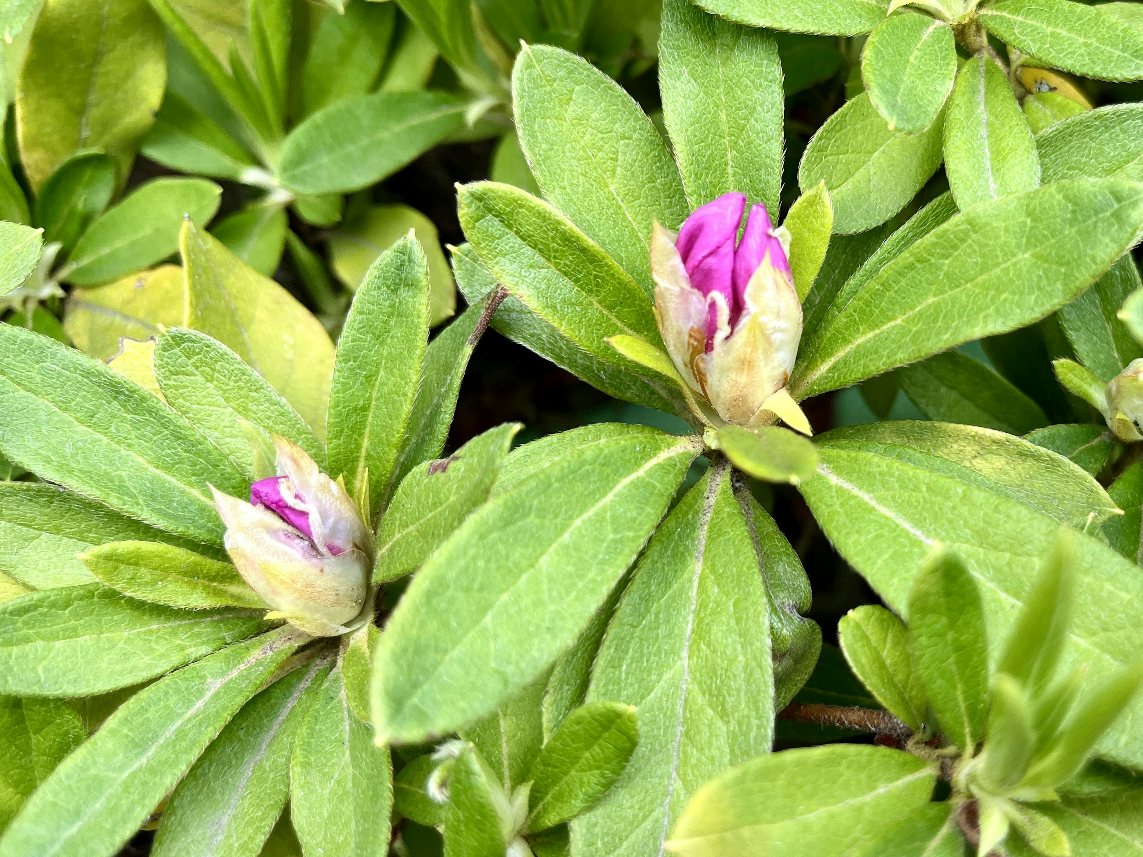 緑の葉に囲まれたつぼみの紫色の花