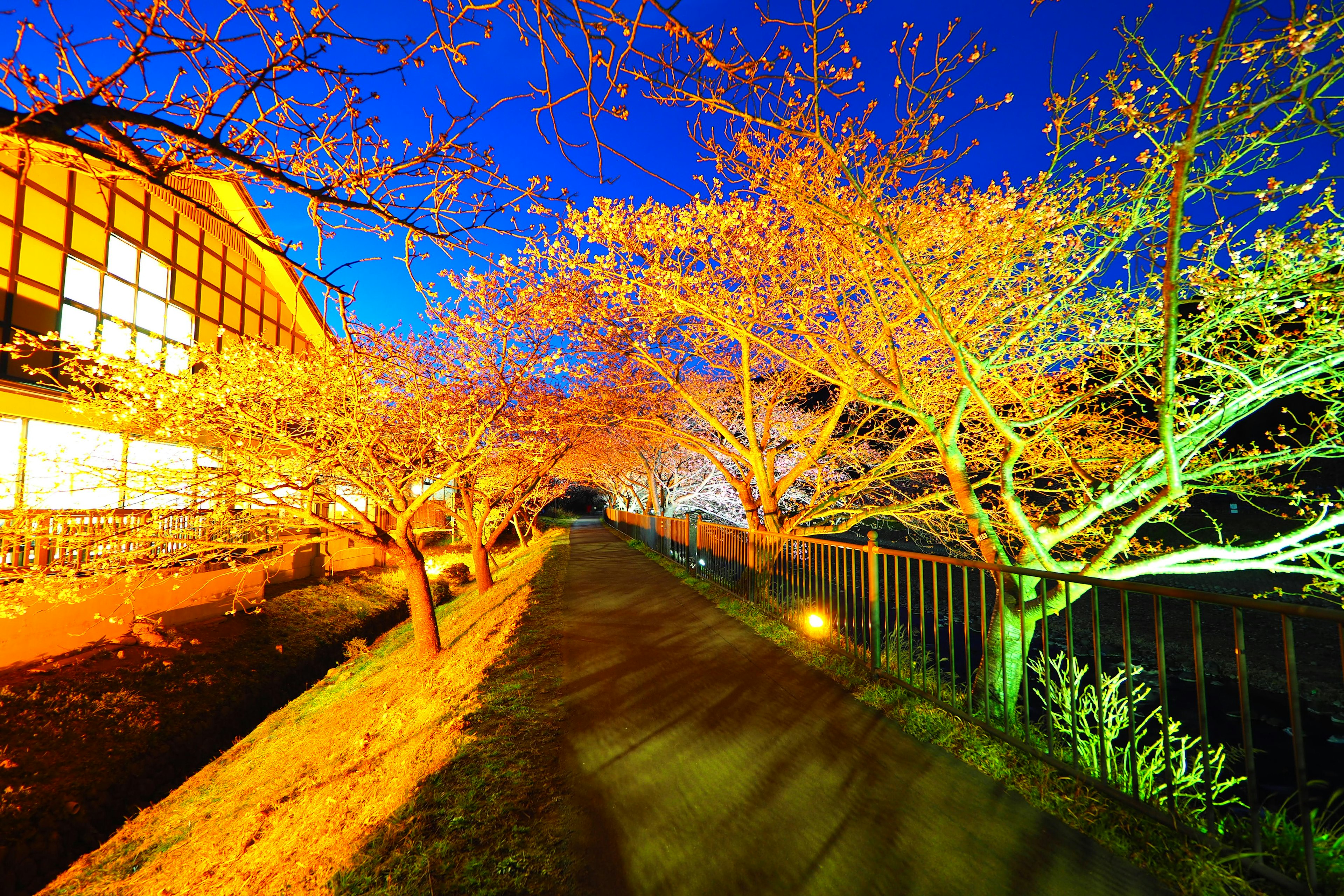 夜の桜並木と温かい光のある建物