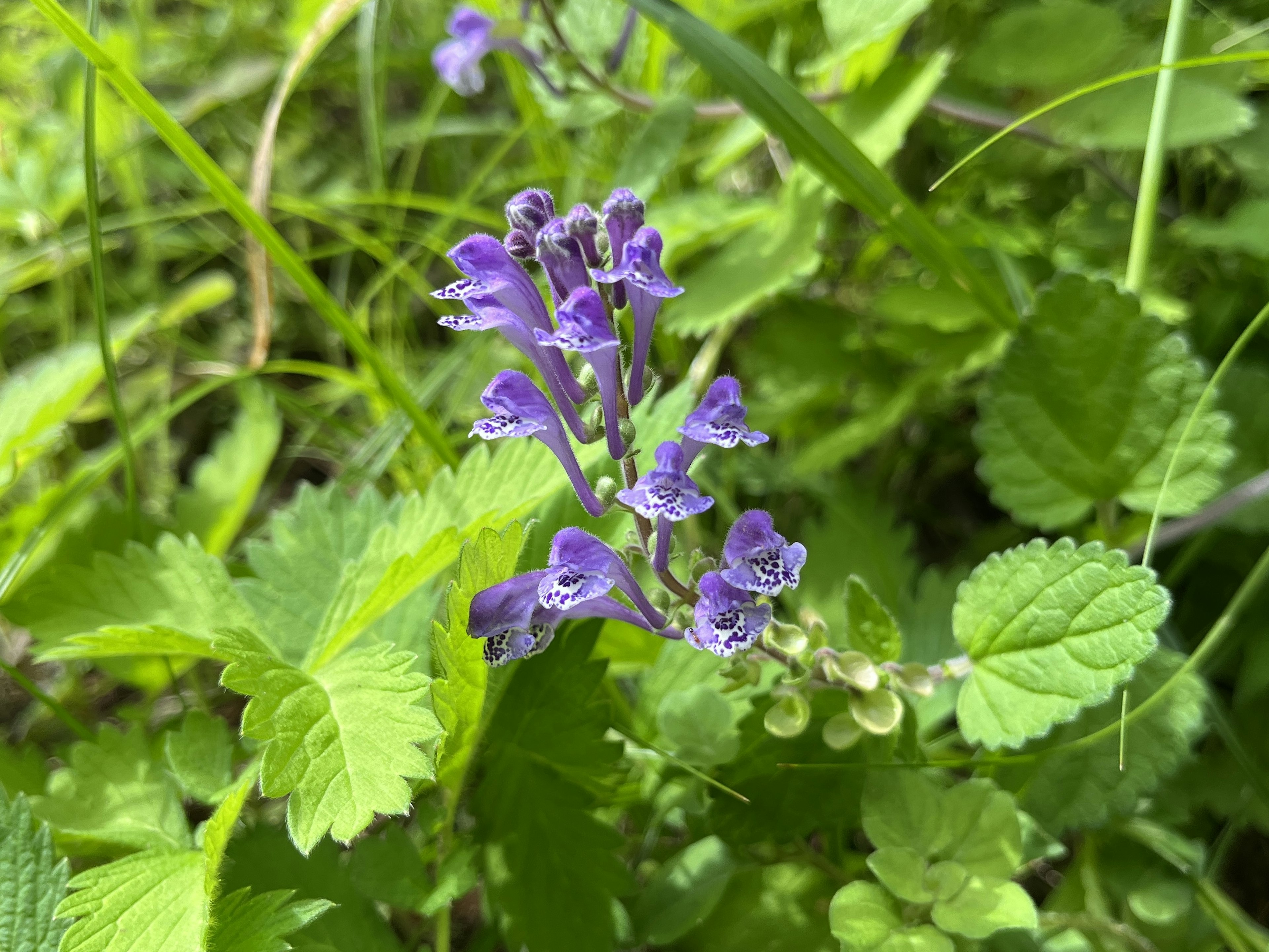 Purple flowers blooming among green leaves