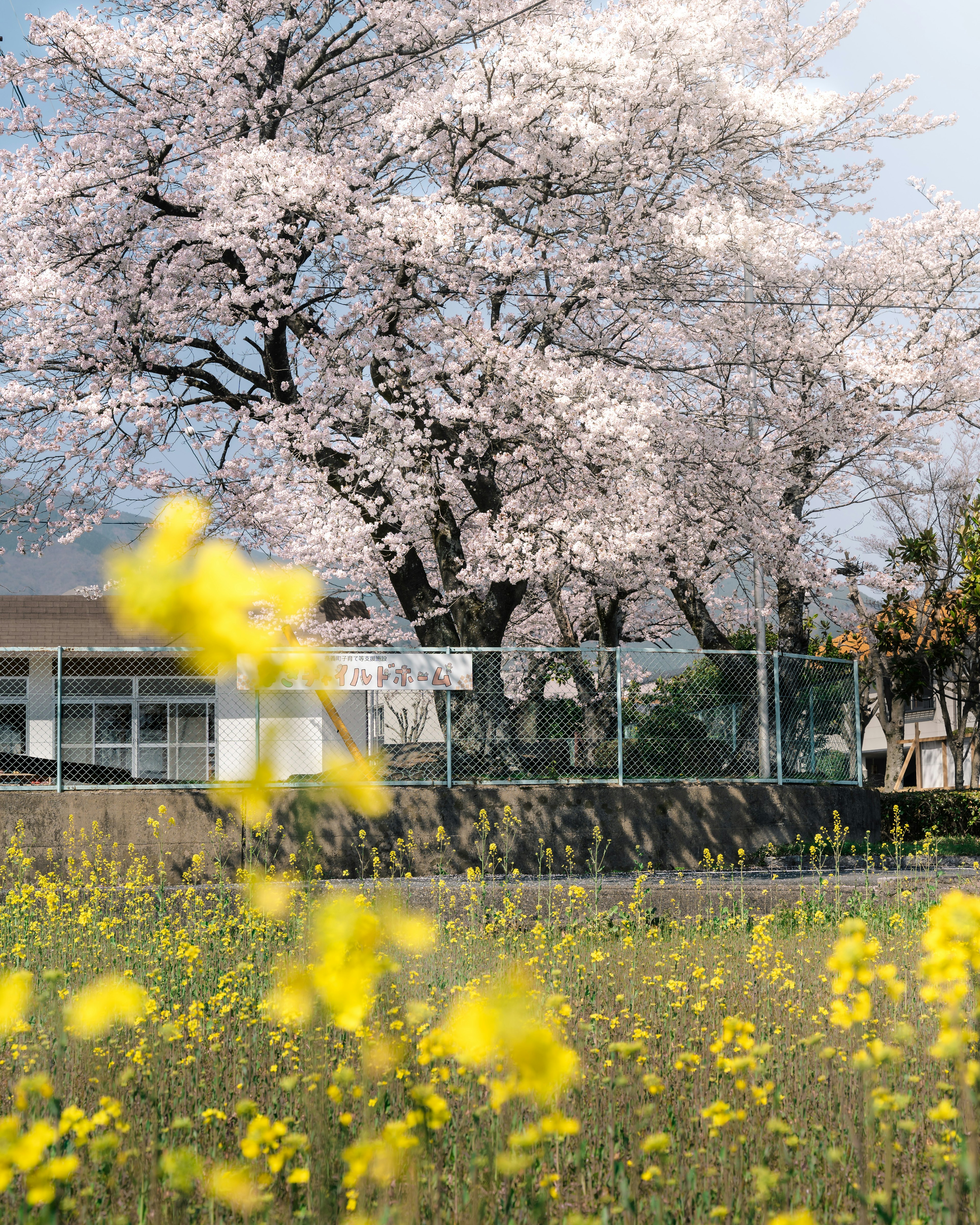 Árbol de cerezo con flores amarillas en primer plano